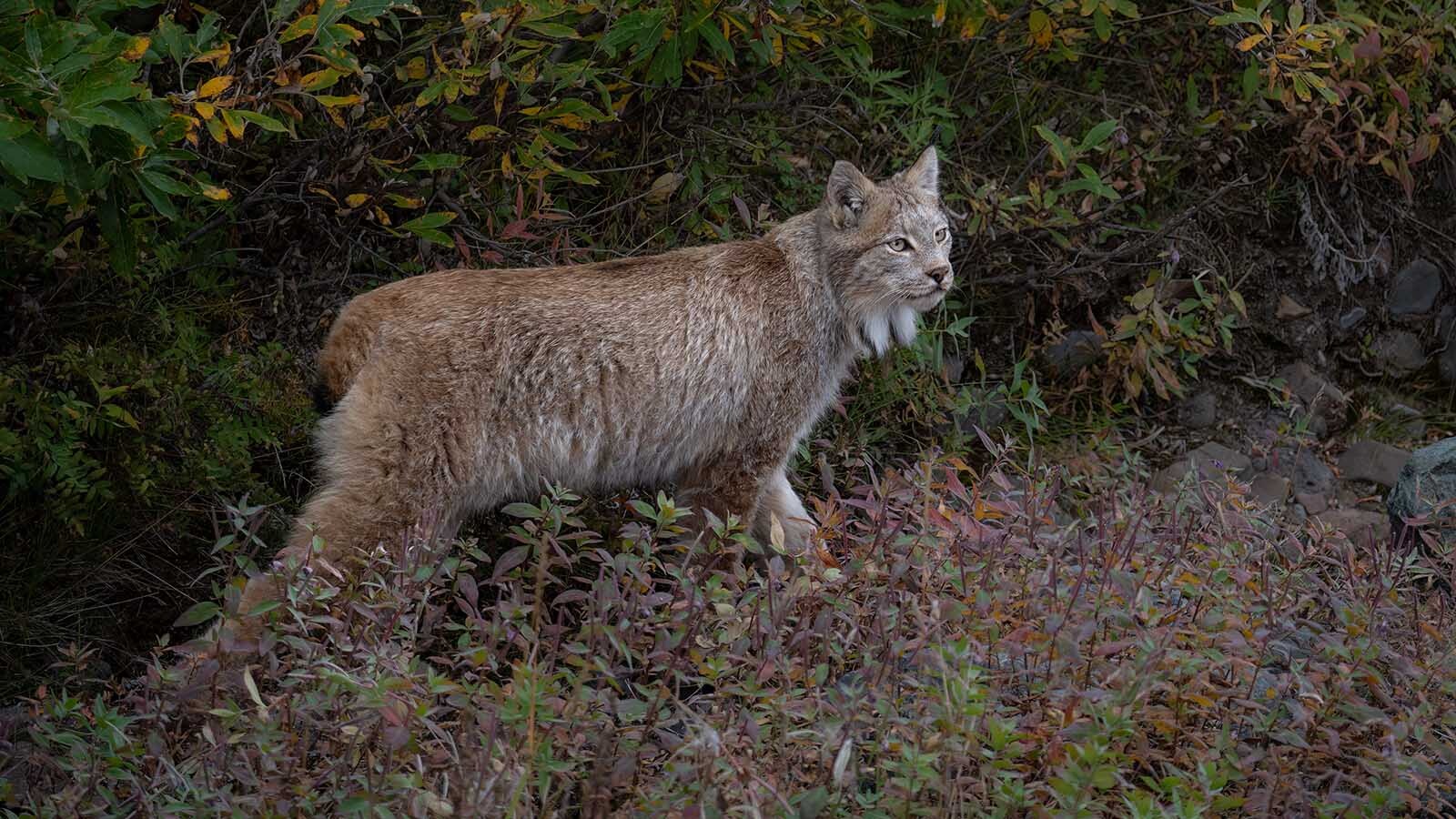 Lynx are rare and elusive. They’re thought to be in numerous Wyoming counties, but are seldom seen.  