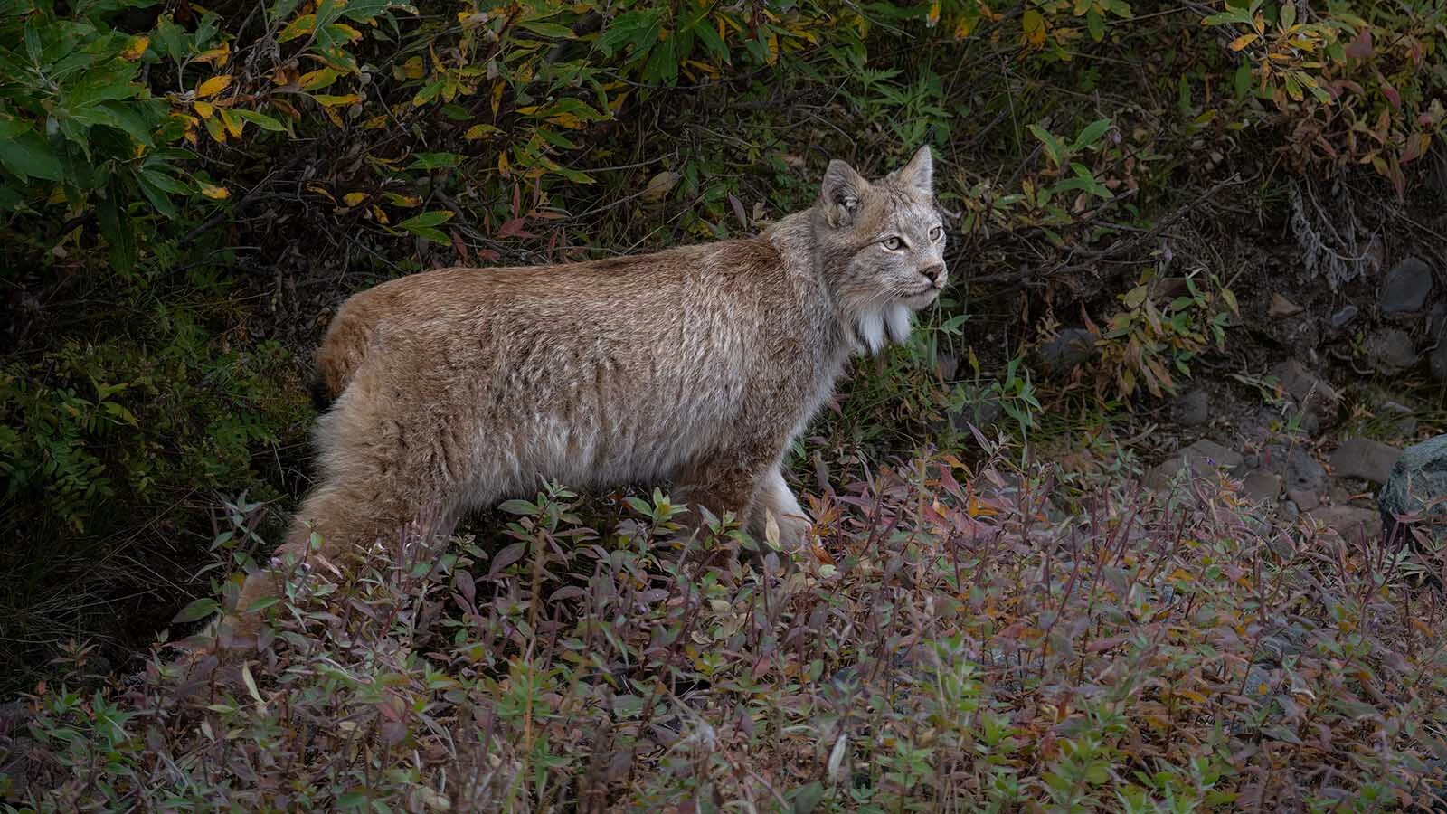 Lynx are rare and elusive. They’re thought to be in numerous Wyoming counties, but are seldom seen.  