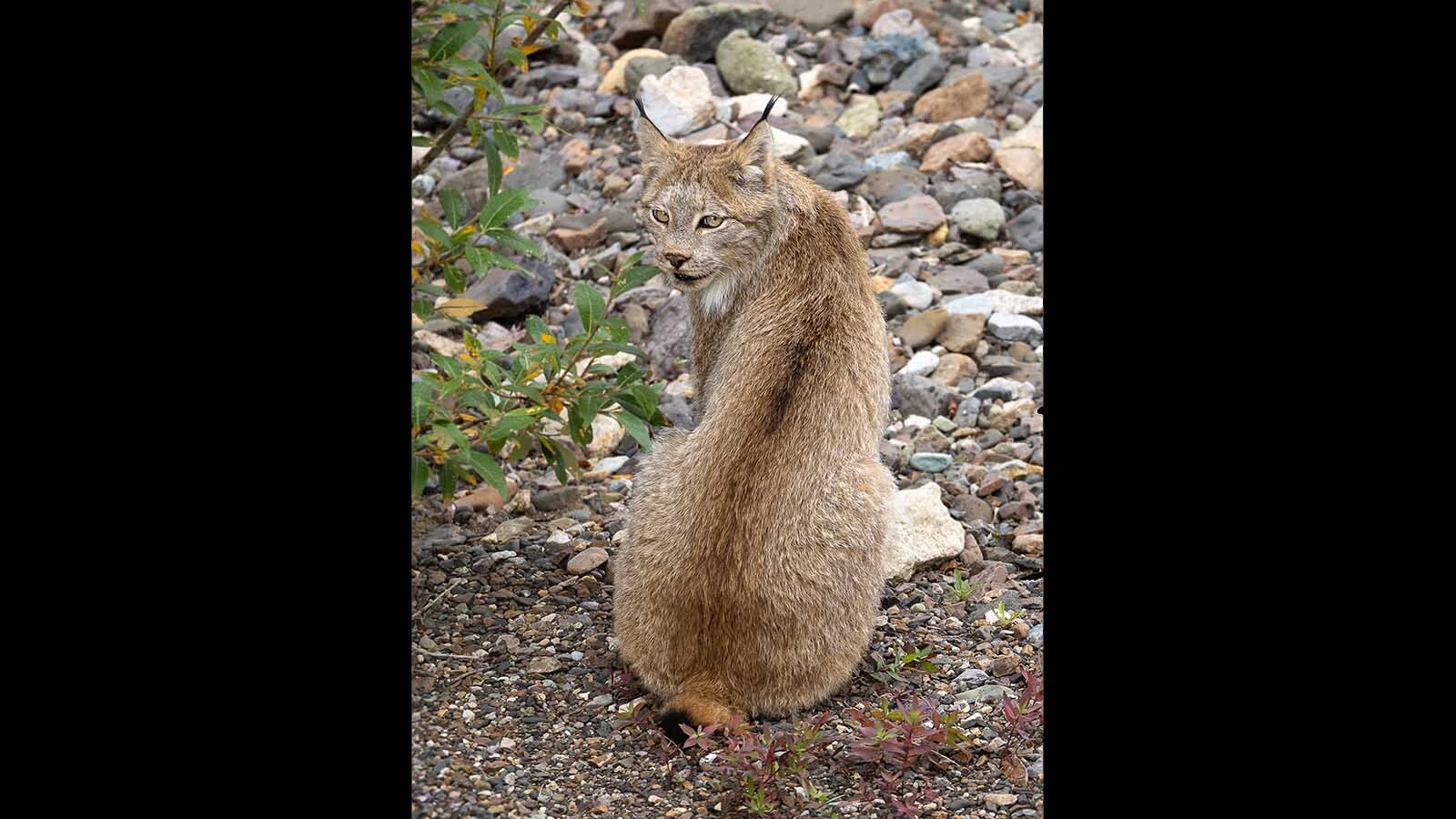 Lynx are rare and elusive. They’re thought to be in numerous Wyoming counties, but are seldom seen.  
