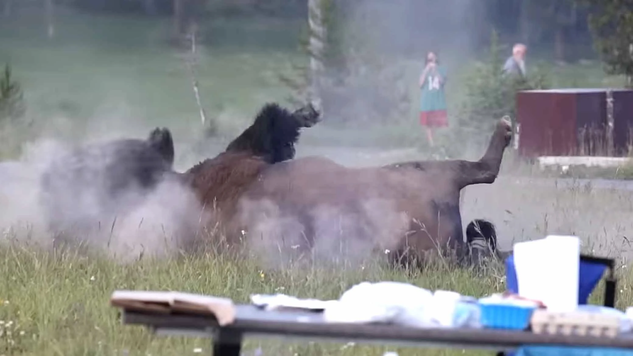 An angry bison rampages through a Yellowstone National Park campground on Friday, July 10, 2026.