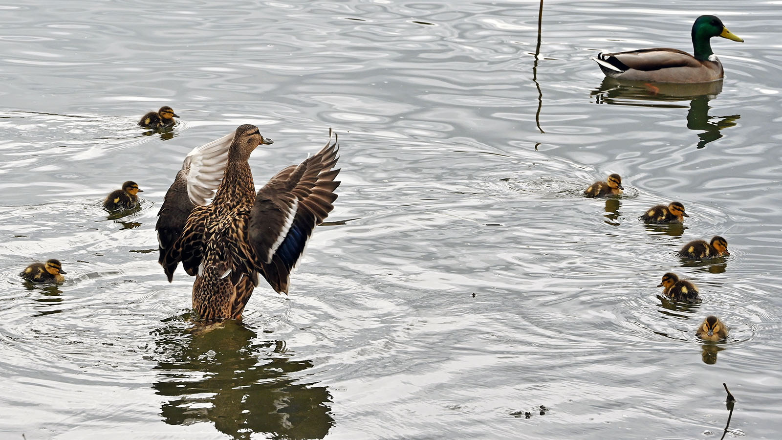 Mallard ducks 11 30 22