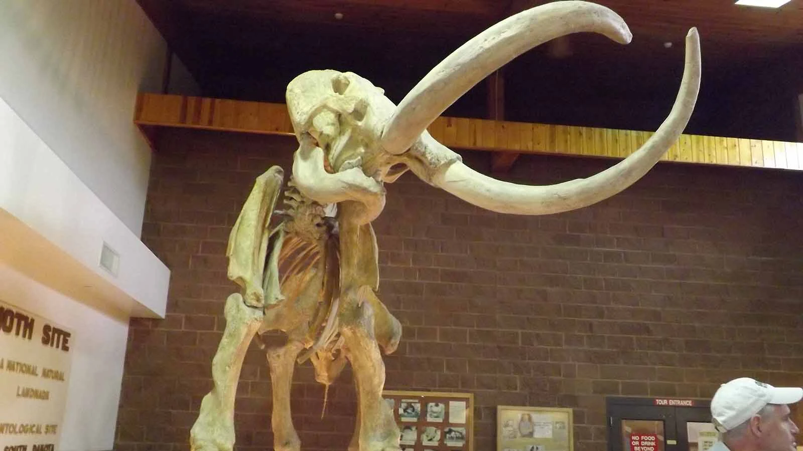 The Mammoth Site in Hot Springs, South Dakota. New research has revealed that the site, which preserved 61 intact mammoth skeletons, is between 160,000 and 232,000 years old — much older than previously thought.