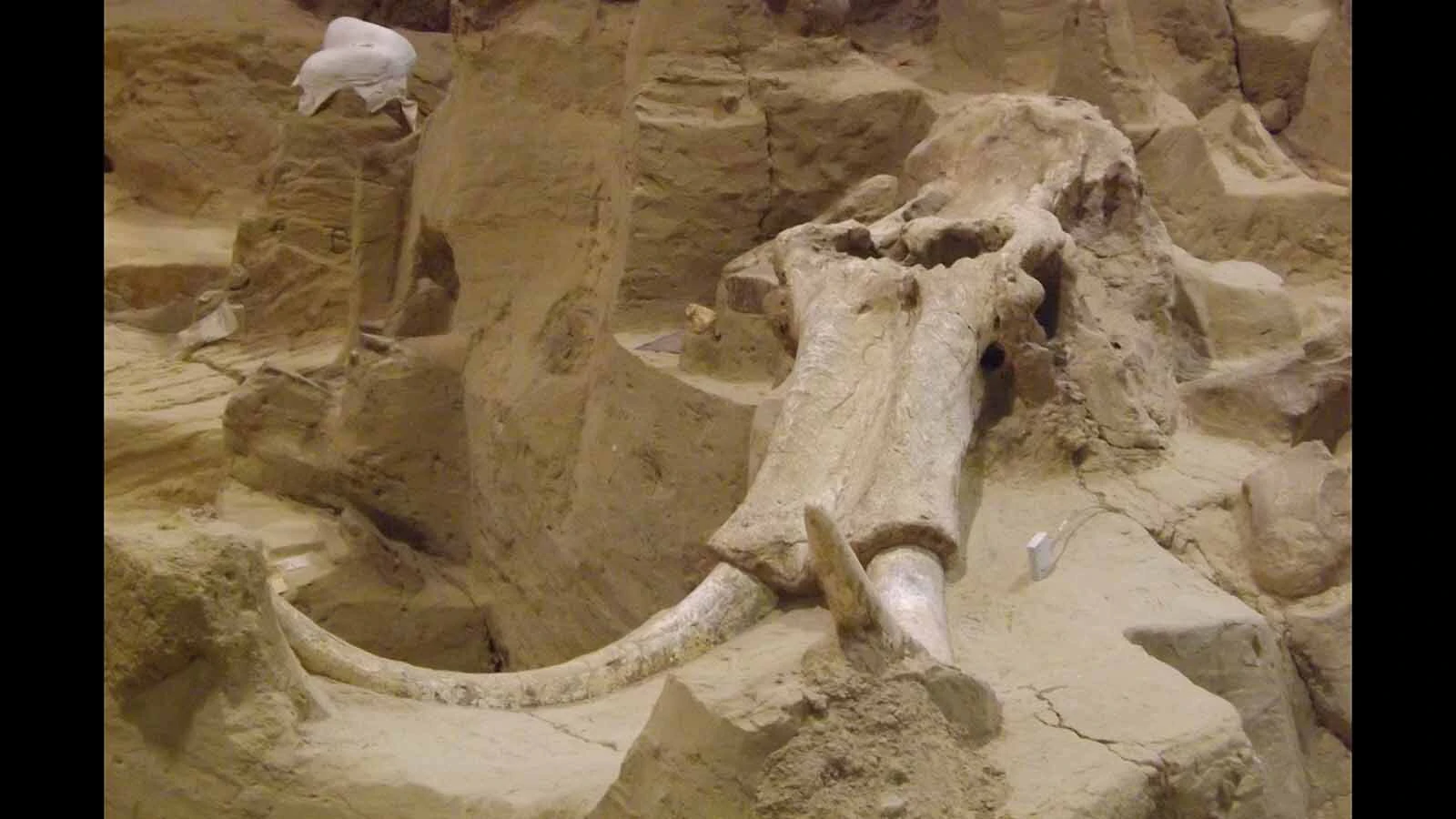 The Mammoth Site in Hot Springs, South Dakota. New research has revealed that the site, which preserved 61 intact mammoth skeletons, is between 160,000 and 232,000 years old — much older than previously thought.