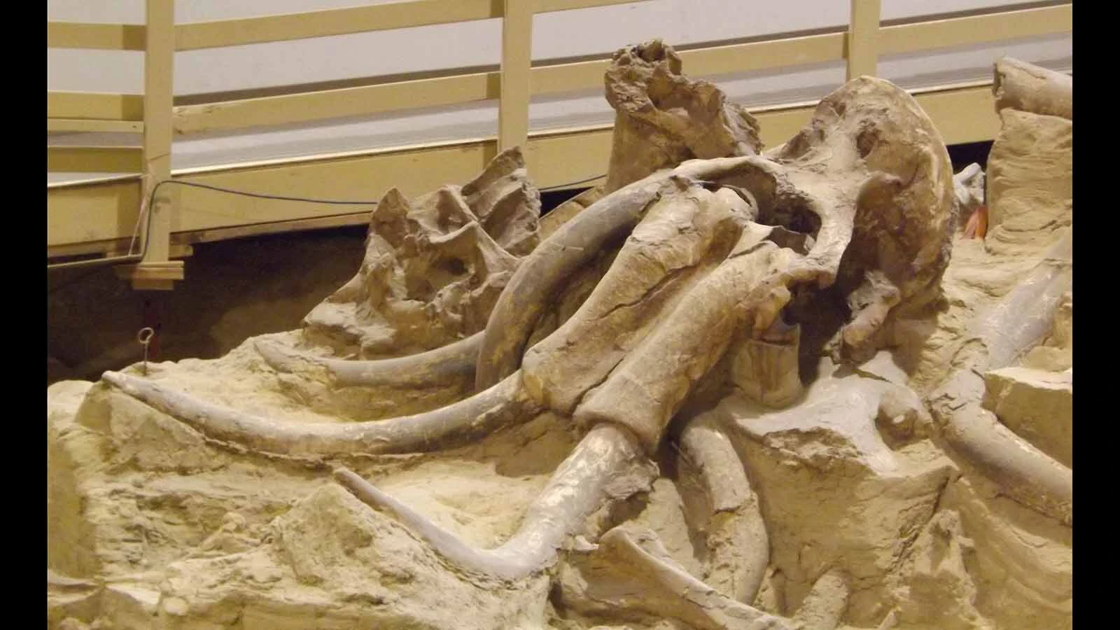 The Mammoth Site in Hot Springs, South Dakota. New research has revealed that the site, which preserved 61 intact mammoth skeletons, is between 160,000 and 232,000 years old — much older than previously thought.