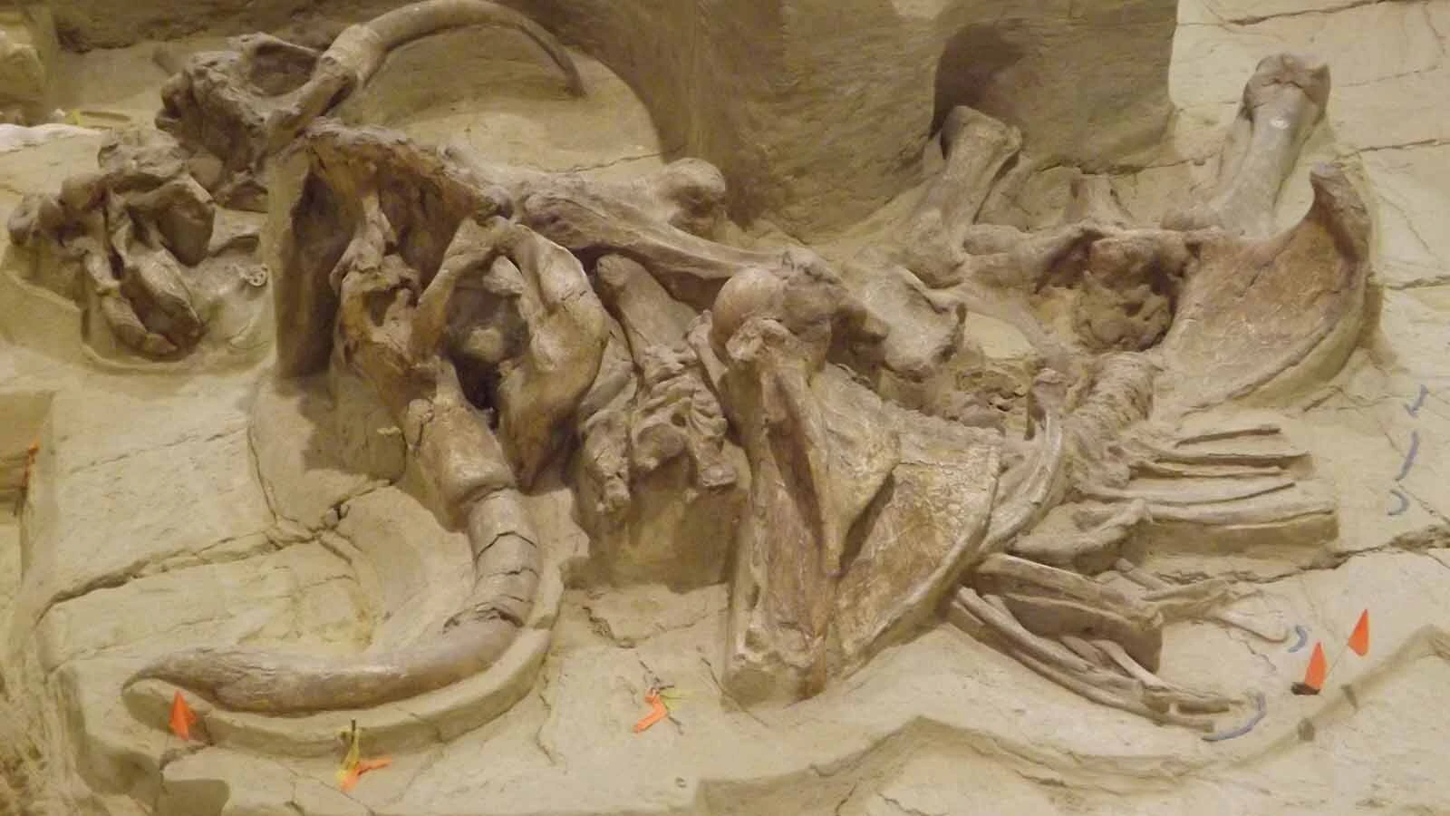 The Mammoth Site in Hot Springs, South Dakota. New research has revealed that the site, which preserved 61 intact mammoth skeletons, is between 160,000 and 232,000 years old — much older than previously thought.