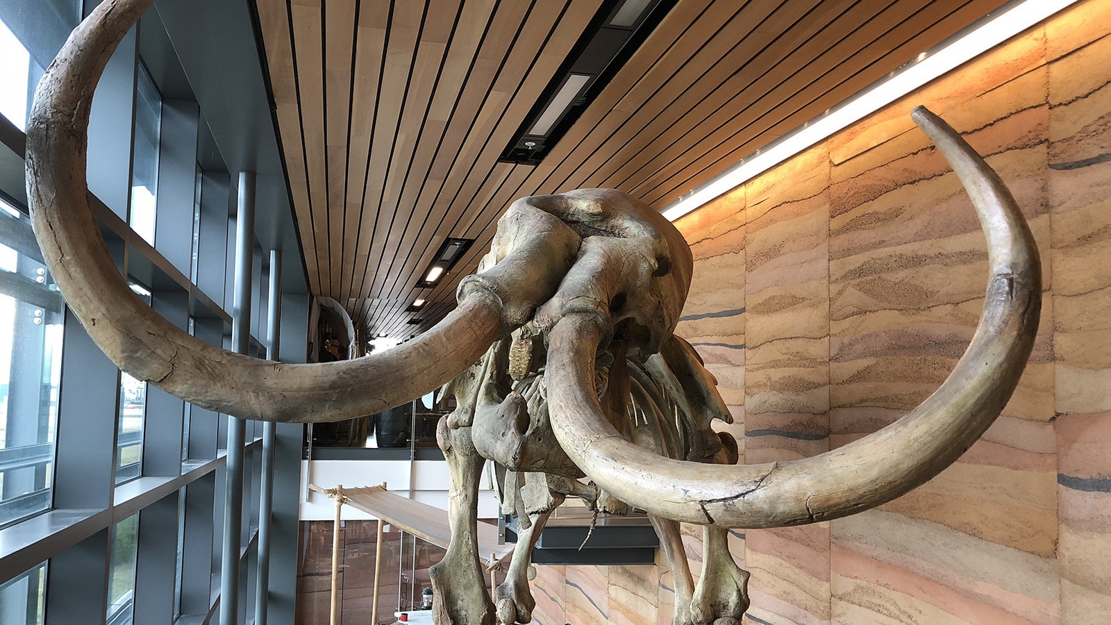 A replica of "Dee" the Columbian mammoth at the Southeast Wyoming Visitor Center in Cheyenne. "Dee," excavated near Glenrock in 2006, is at least 11,000 years old and one of the largest Columbian mammoths ever found.