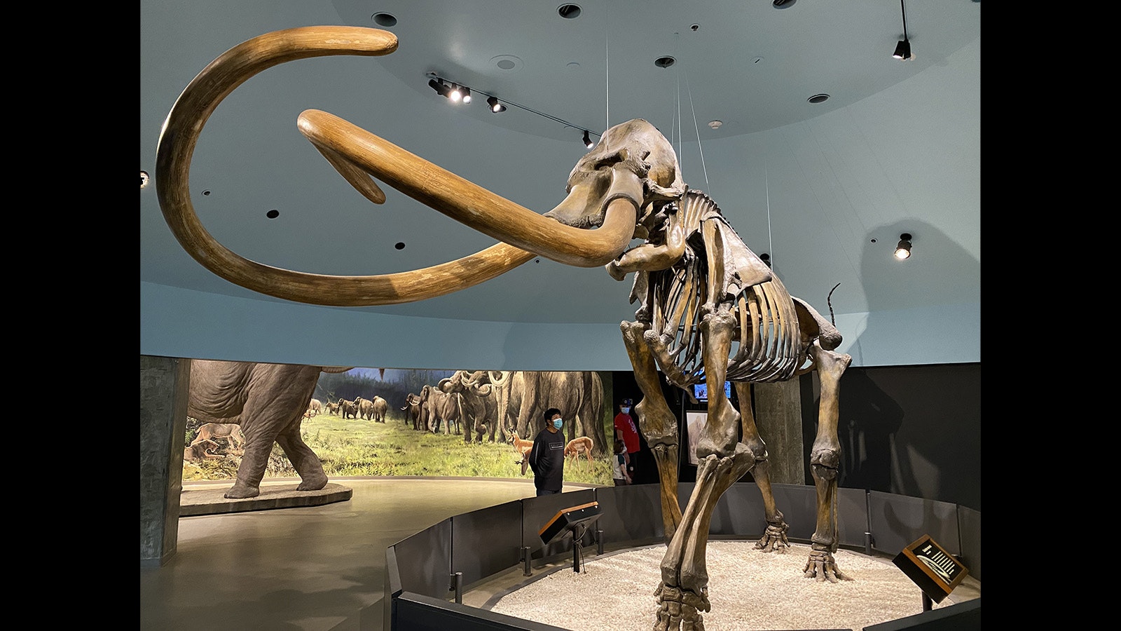 A Columbian mammoth skeleton at the La Brea Tar Pits and Museum in Los Angeles, California. Wooly mammoths have never been found in Wyoming, while the larger Columbian mammoths lived and roamed everywhere in the Cowboy State, including Yellowstone.
