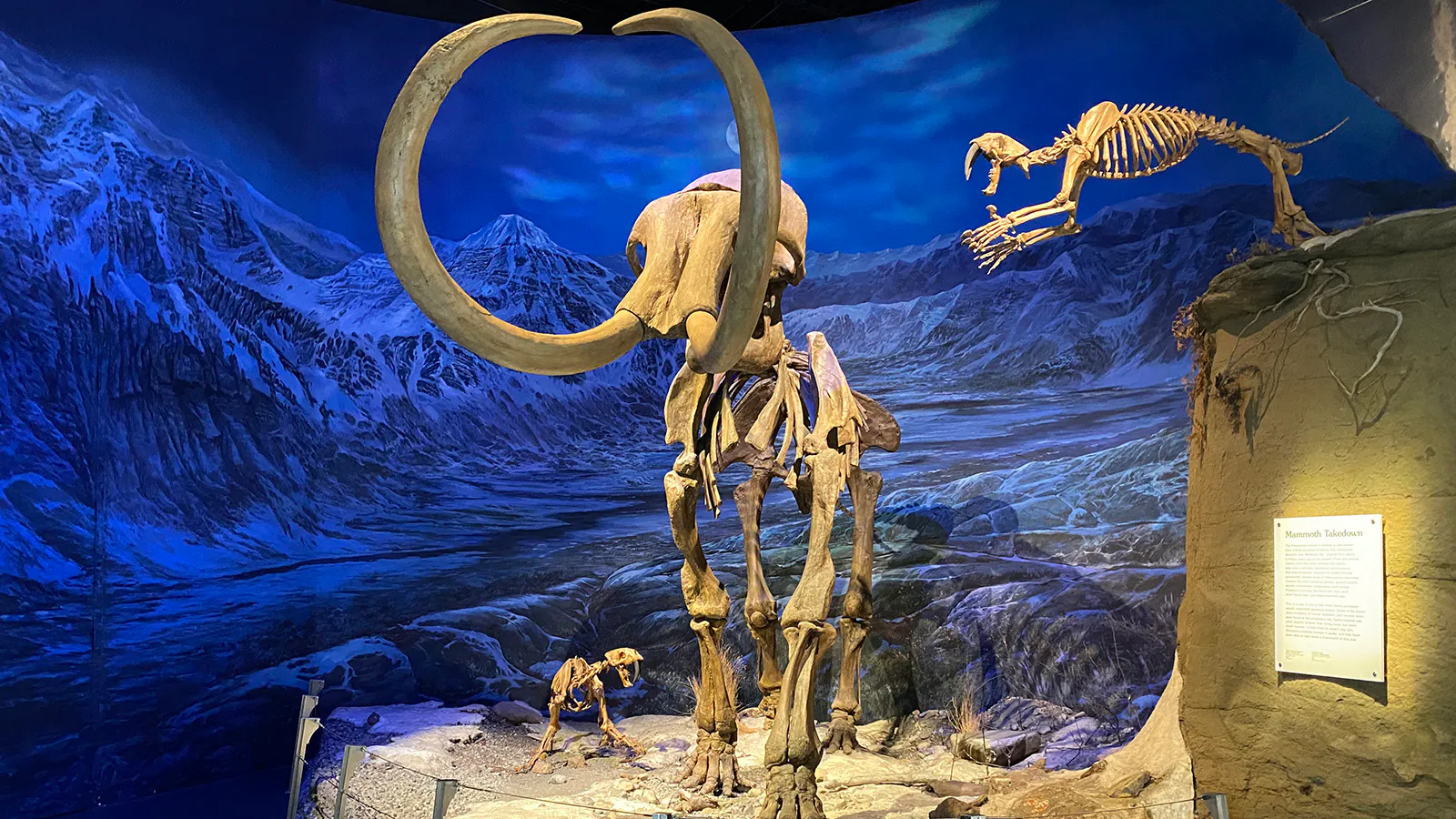 Woolly Mammoths In Yellowstone? Biotech Company Says It Has The ...