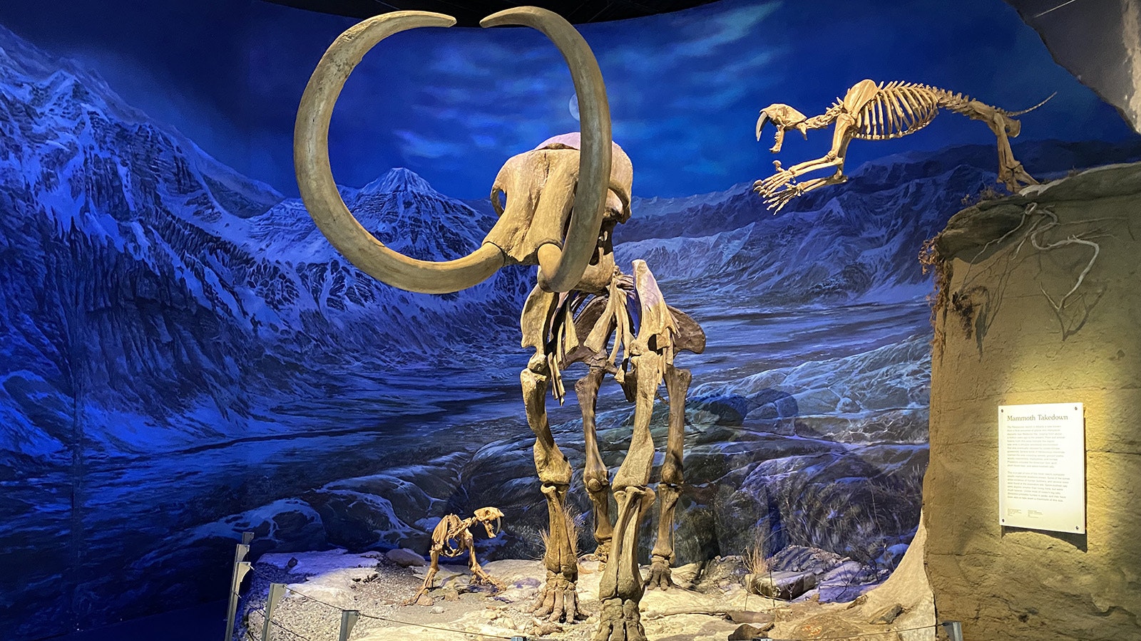 \A mounted skeleton of a wooly mammoth at the Royal Tyrrell Museum of Paleontology in Alberta, Canada. Colossal Biosciences has committed to "resurrecting" the wooly mammoth, technically a mammoth-Asian elephant hybrid, by 2028.