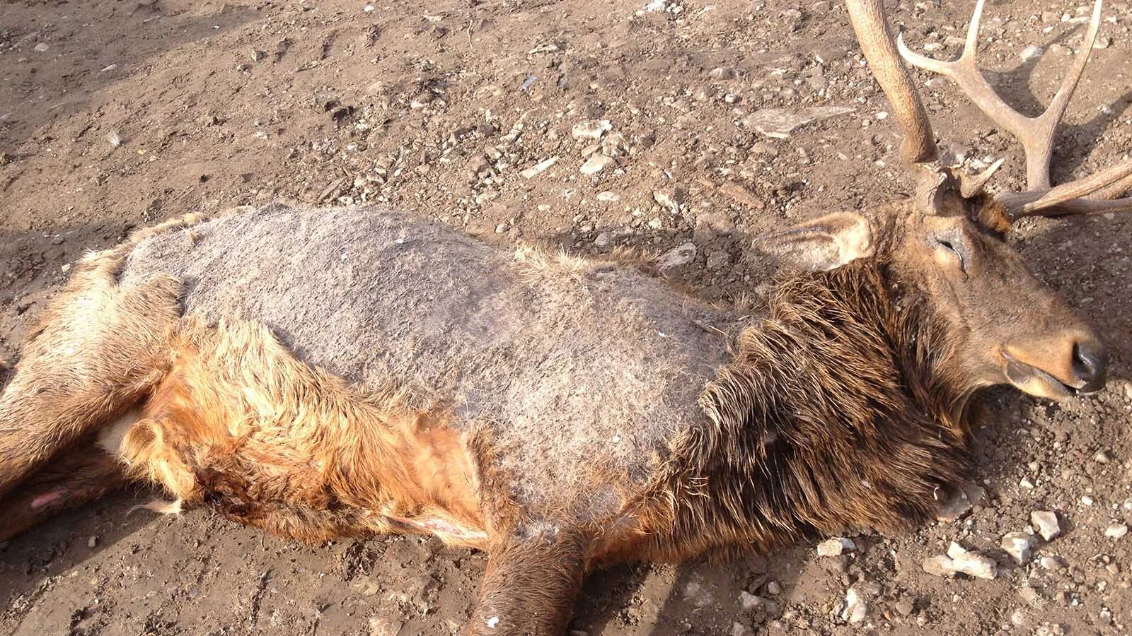 When elk are infected with mange, they can suffer dry, crusty skin and massive hair loss. It can weaken them to the point of dying from exposure or starvation.