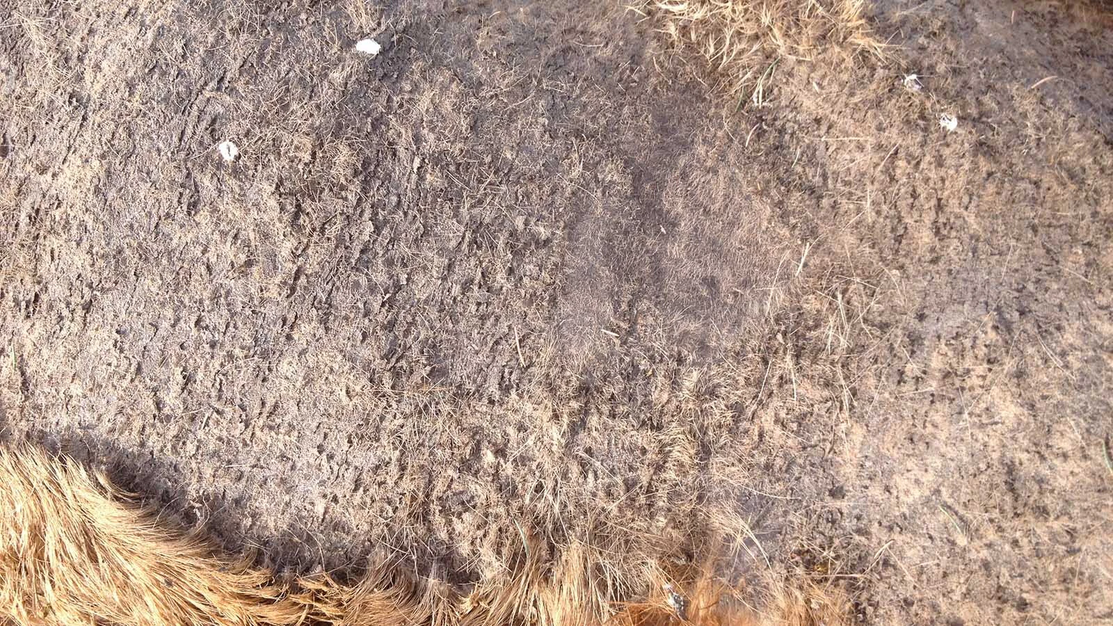 When elk are infected with mange, they can suffer dry, crusty skin and massive hair loss. It can weaken them to the point of dying from exposure or starvation.