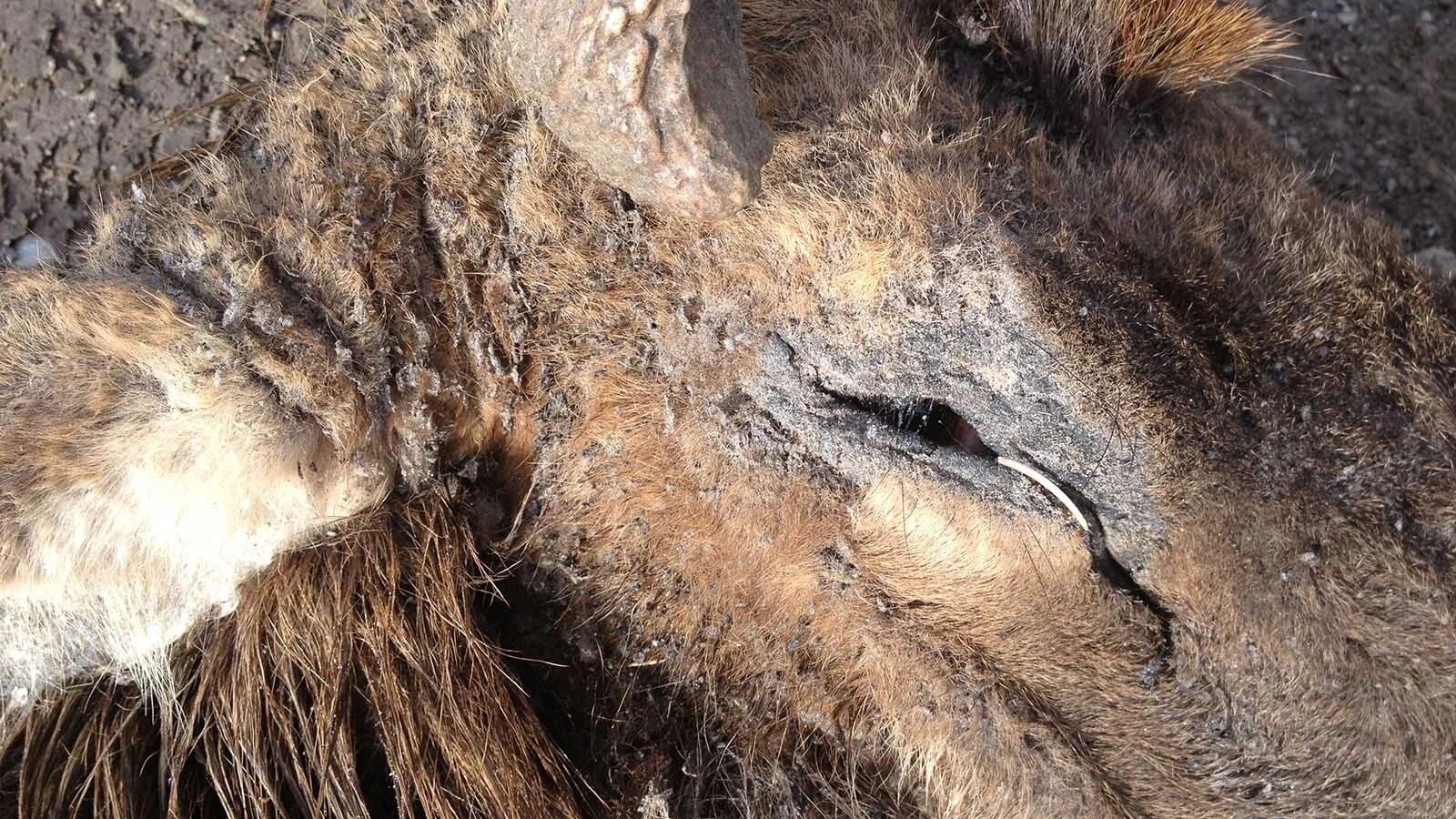 When elk are infected with mange, they can suffer dry, crusty skin and massive hair loss. It can weaken them to the point of dying from exposure or starvation.
