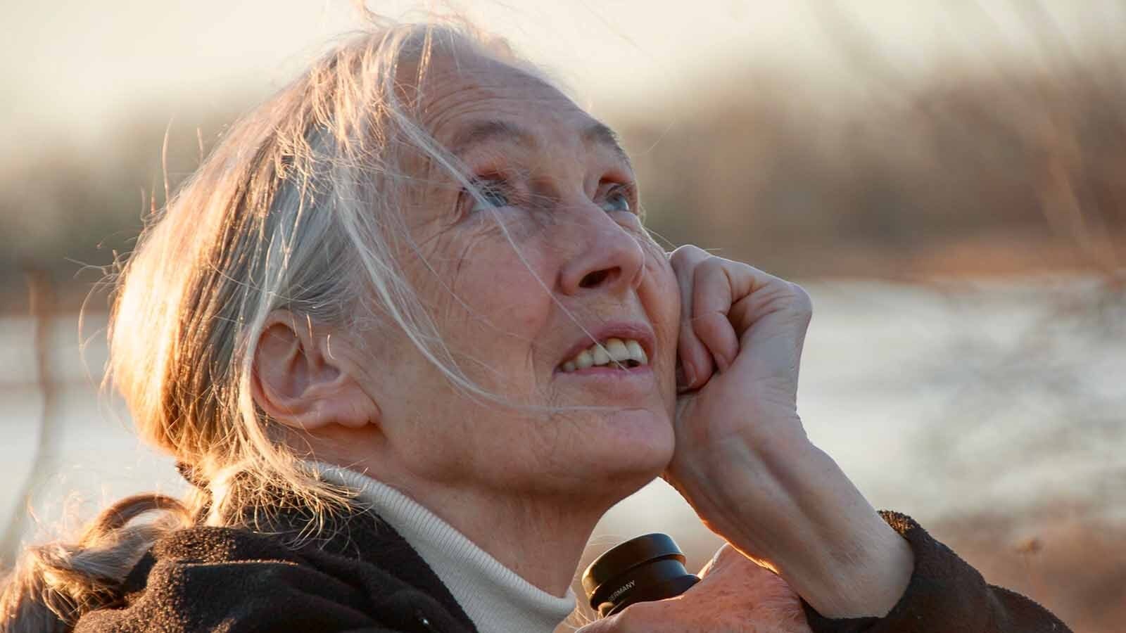 Legendary British primatologist Jane Goodall is pictured watching for migrating cranes on the Platte River in Nebraska. Goodall died Wednesday at age 91.