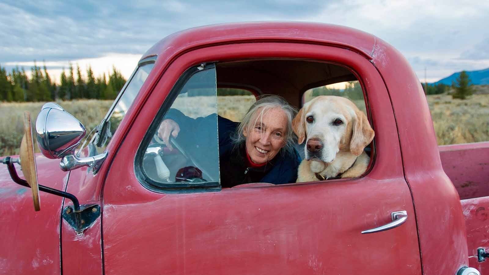 Legendary British primatologist Jane Goodall sits in Wyoming Wildlife Photographer Tom Mangelsen’s 1949 Studebaker pickup with his dog, Loup, in Moose, Wyoming in 2024.