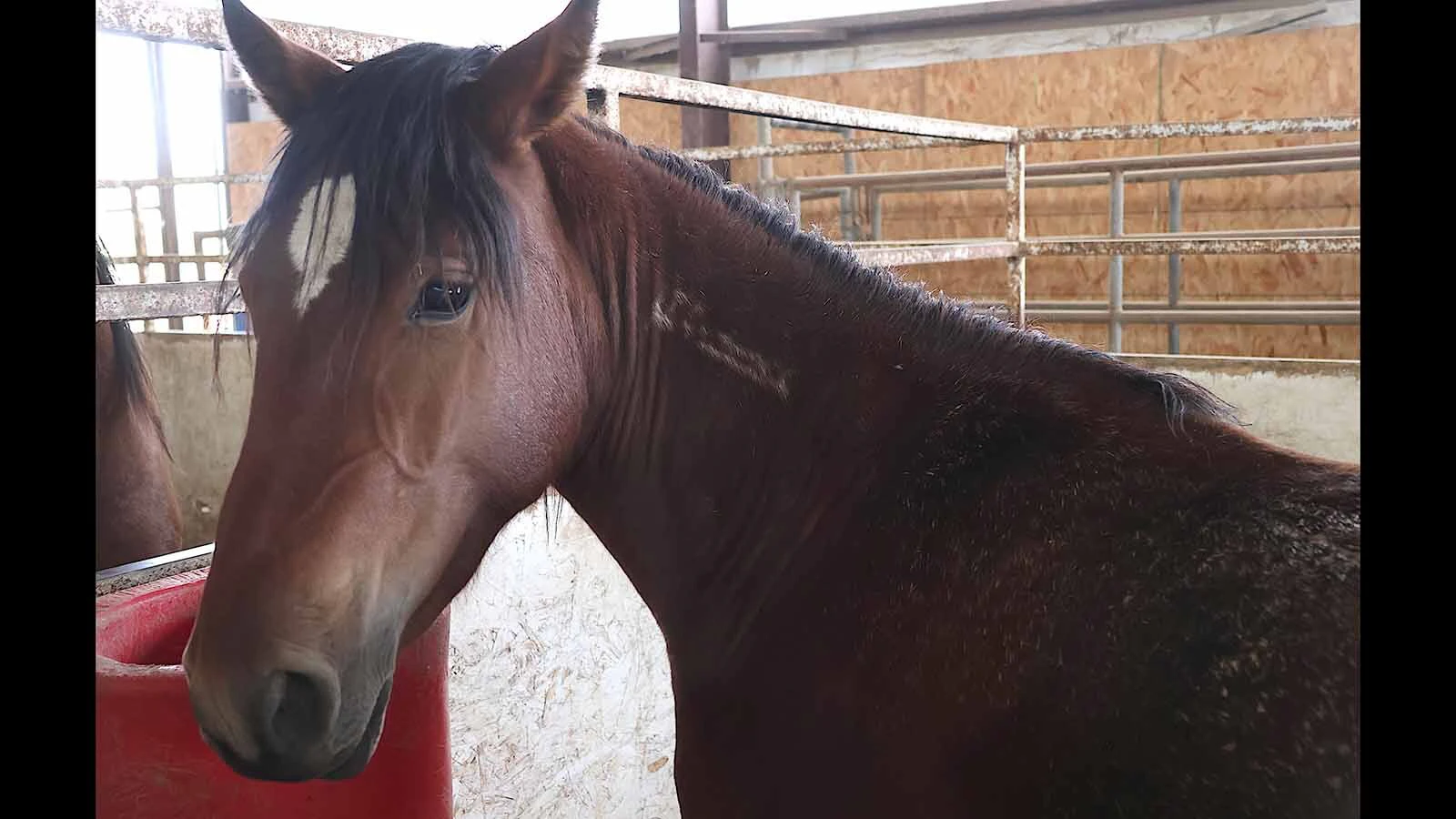 Each BLM mustang arrives with brand mark on its neck and a microchip that identifies each horse.