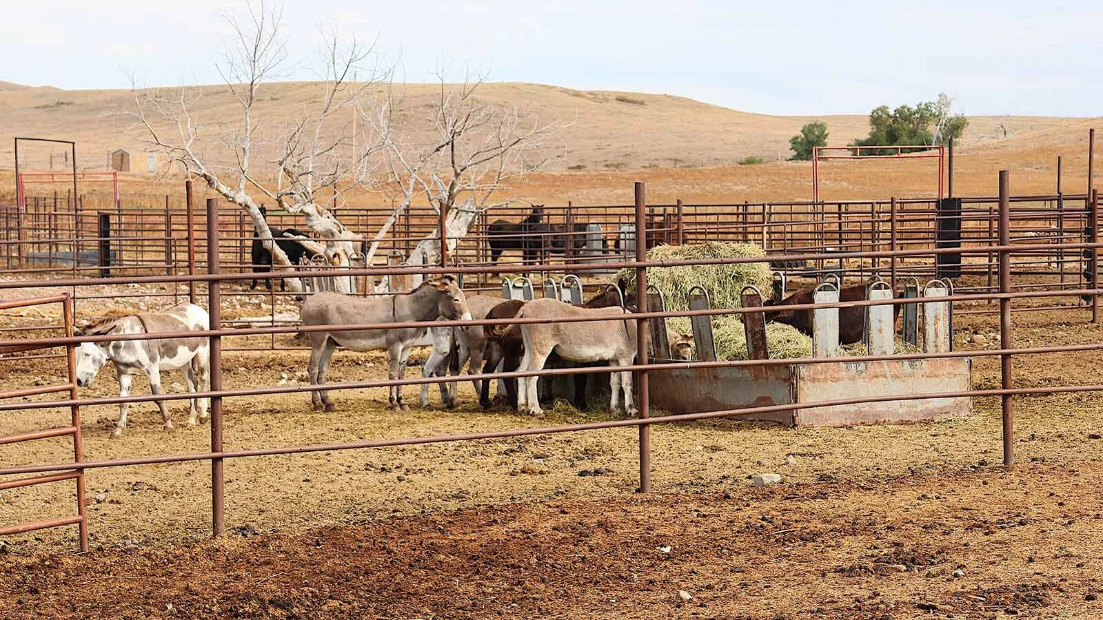 In addition to mustangs, Mantle Ranch also hosts a few BLM burros that are available for adoption.