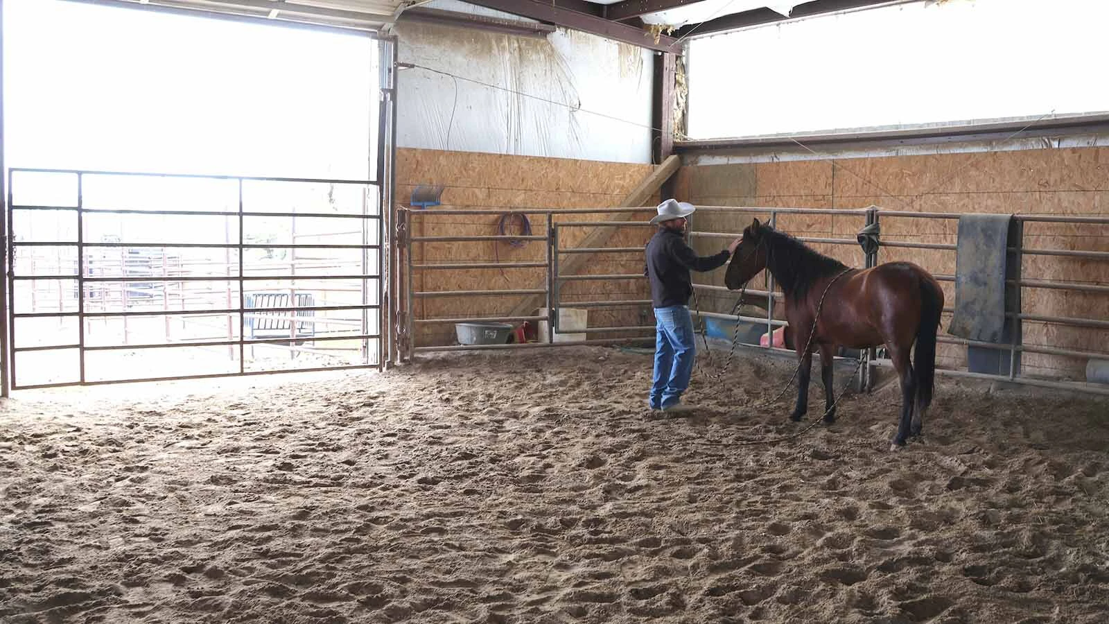 Bryan Mantle works with a mare who has just begun the “gentling” process. 