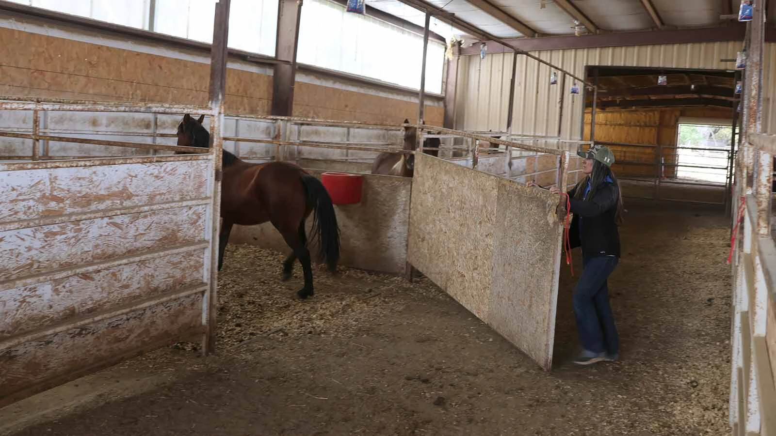 Katie Mantle puts a mare who has gone through an hour of training back in the stall. 