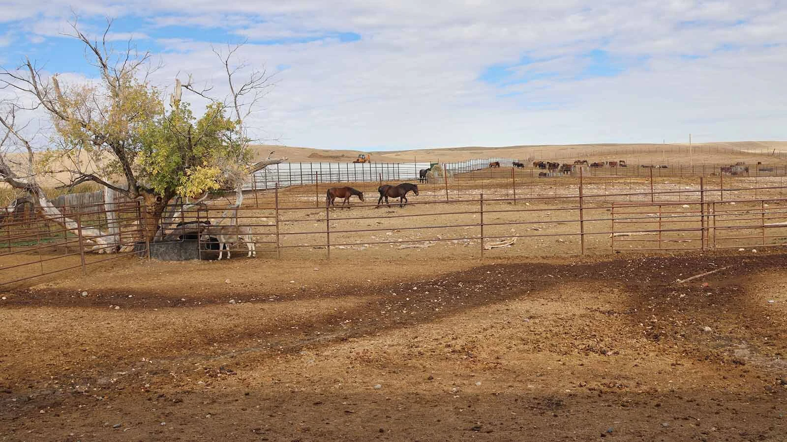Horses on the Mantle Ranch are fed big bales of hay in pens and watered from springs piped into tanks in their pens.