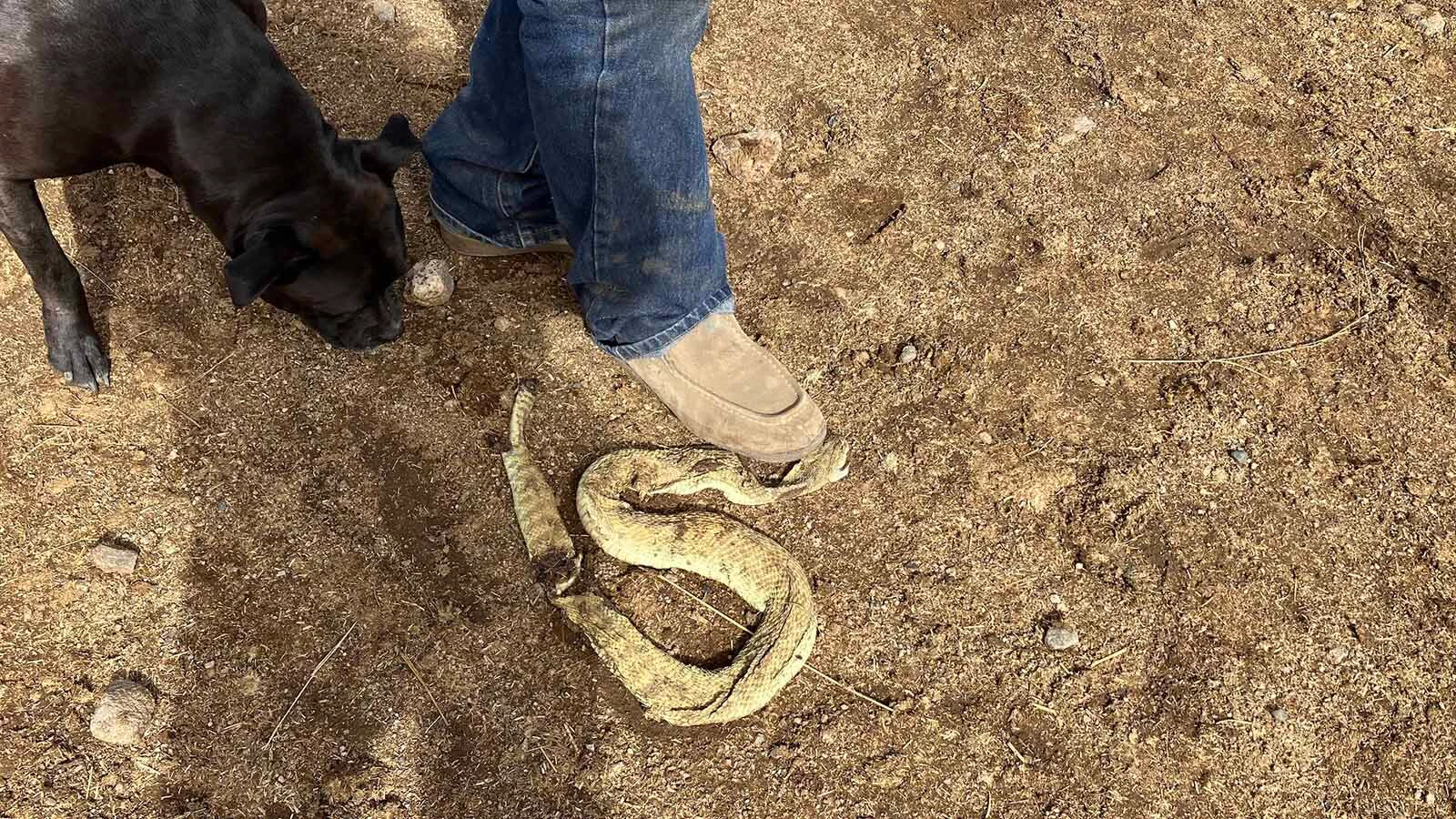 A rattlesnake did not successfully navigate a mustang pen. One horse showed swelling in its face after being bitten by the snake. 