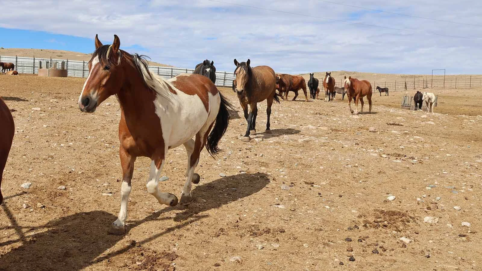 Mustangs run around a corner in their large holding pen.
