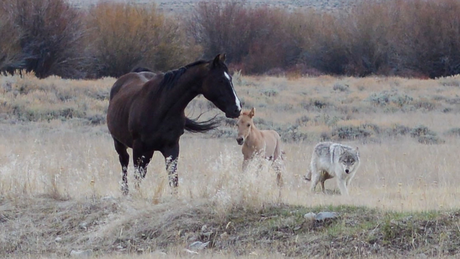 A Montana mare named Sky fends off a wolf trying to attack her foal. As in parts of Wyoming, the number of large predators in southwest Montana is increasing, Sky’s owners said.