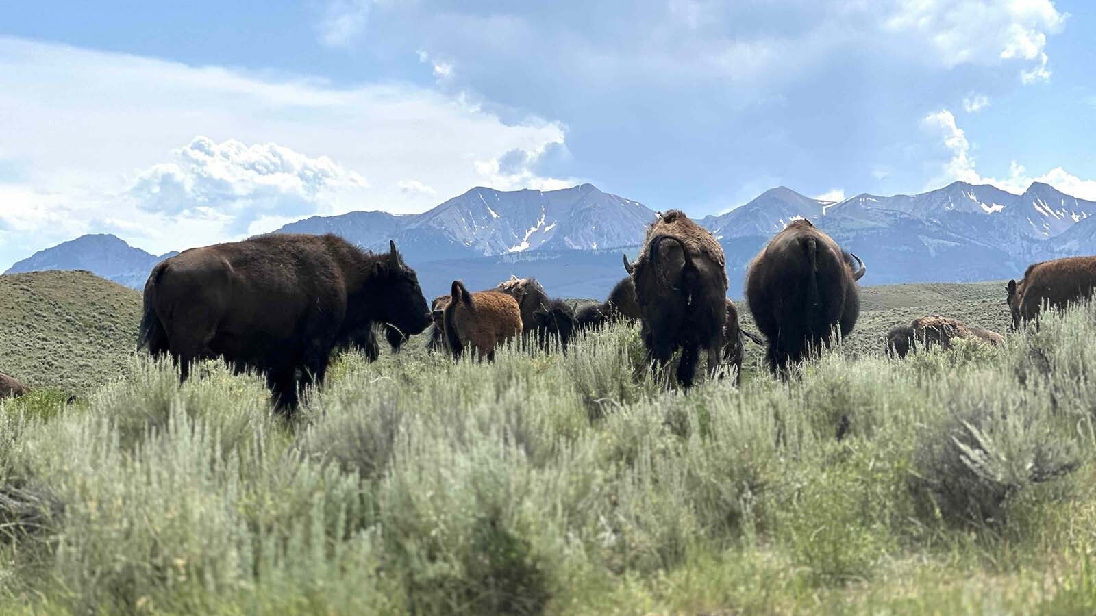 Bison grazing on the ranch about 35 minutes north of Bozeman in the little community of Sedan, Montana.
