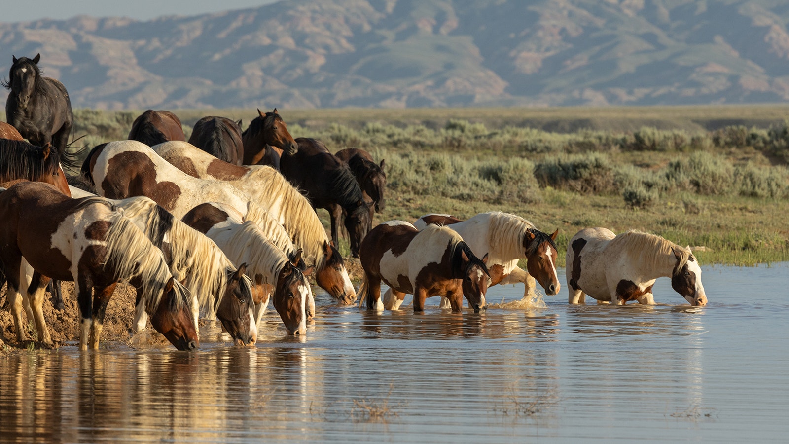 Heavy snows last winter, combined with rain over the spring and summer, have provided the McCullough Peaks mustang herd near Cody with ample forage and water.