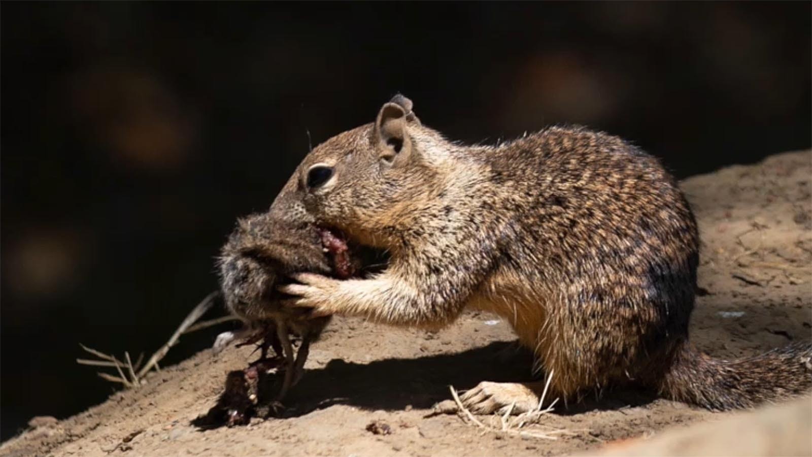 A recent report about meat-eating ground squirrels has freaked out Californians, but it’s really nothing new. In Wyoming, the burrowing rodents are notorious for cannibalism.