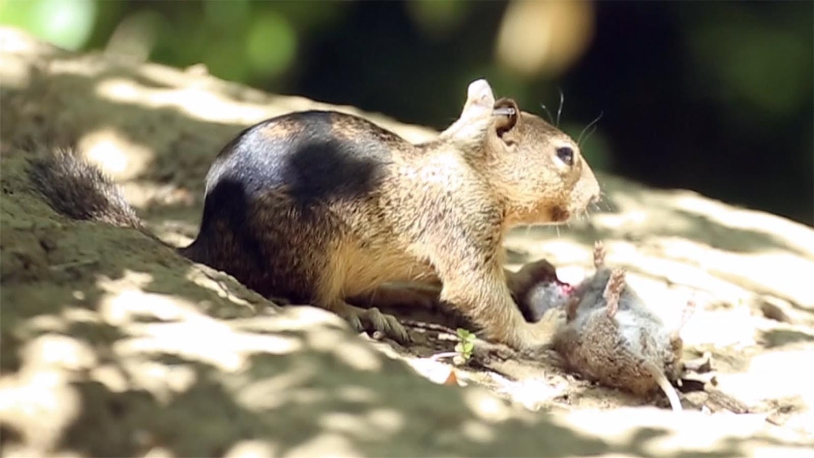 A recent report about meat-eating ground squirrels has freaked out Californians, but it’s really nothing new. In Wyoming, the burrowing rodents are notorious for cannibalism.