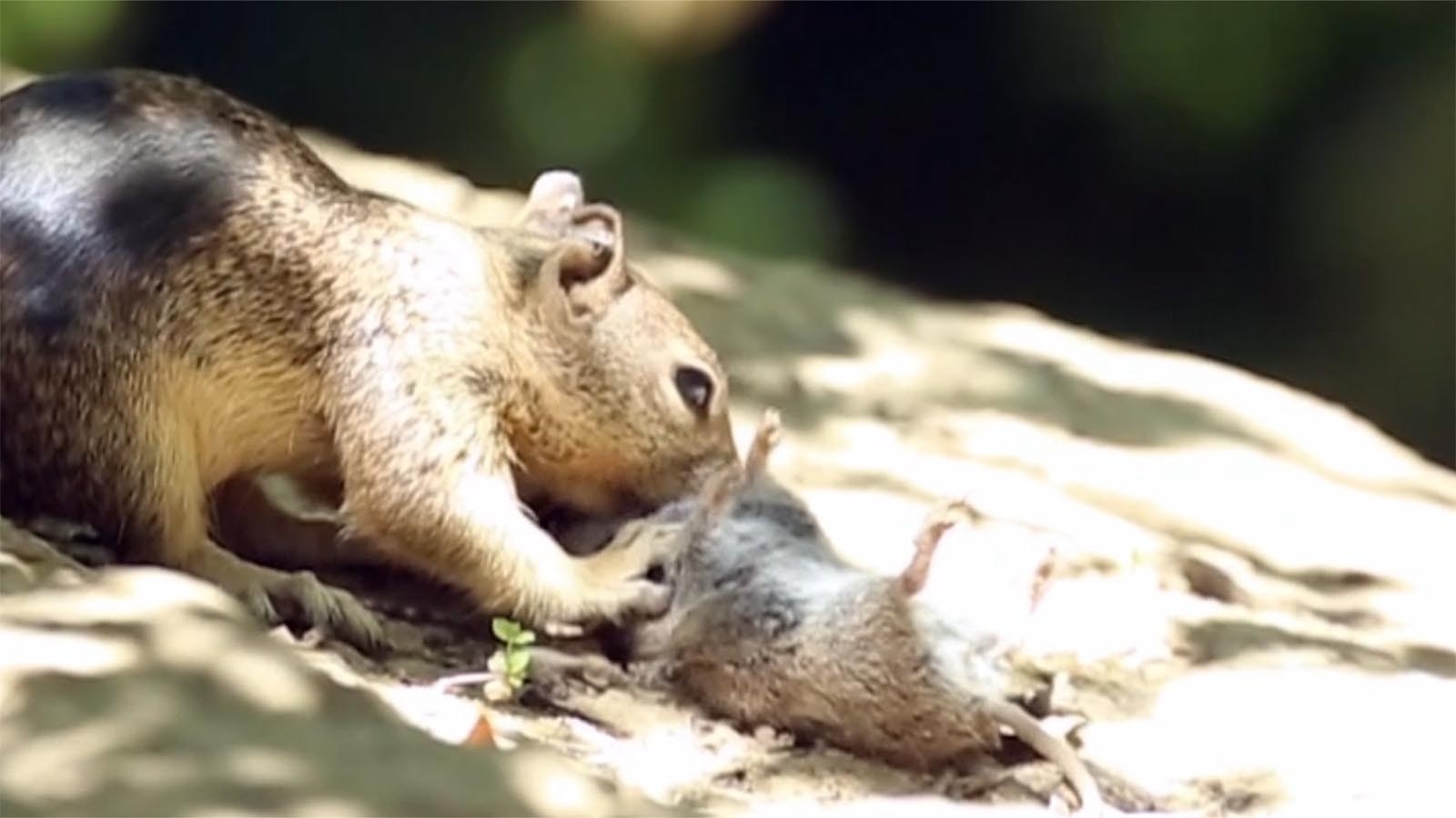 A recent report about meat-eating ground squirrels has freaked out Californians, but it’s really nothing new. In Wyoming, the burrowing rodents are notorious for cannibalism.