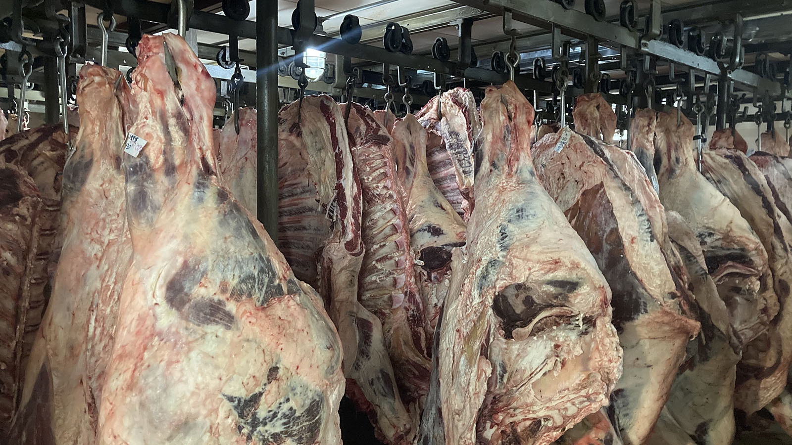 Beef, sheep, and goats, hanging in the meat locker at 307 Meat Processing in Mills, Wyoming.