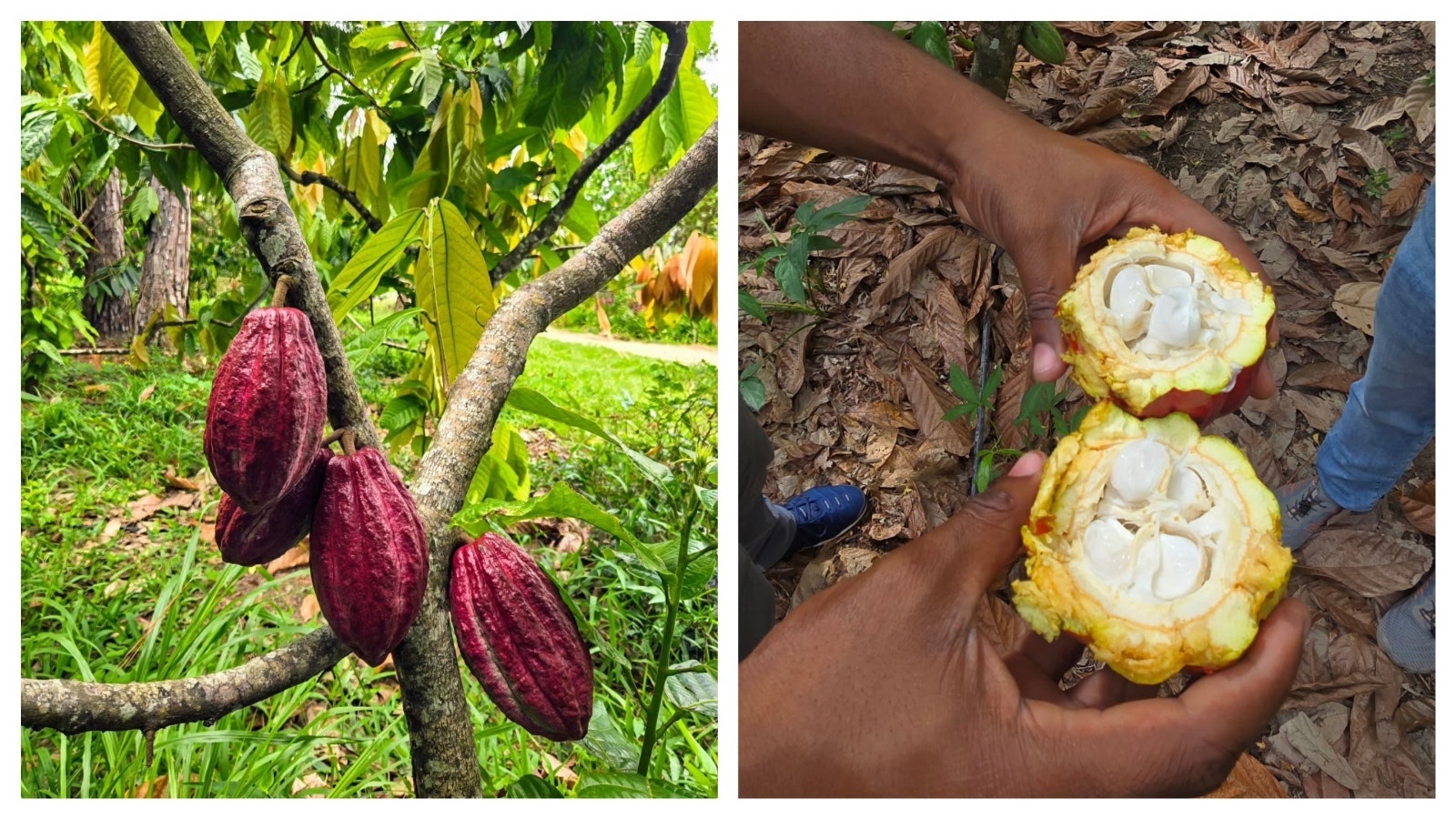 Tim Kellogg, aka the Meeteetse Chocolatier, sources cacao pods from Belize, bringing them back to Wyoming.