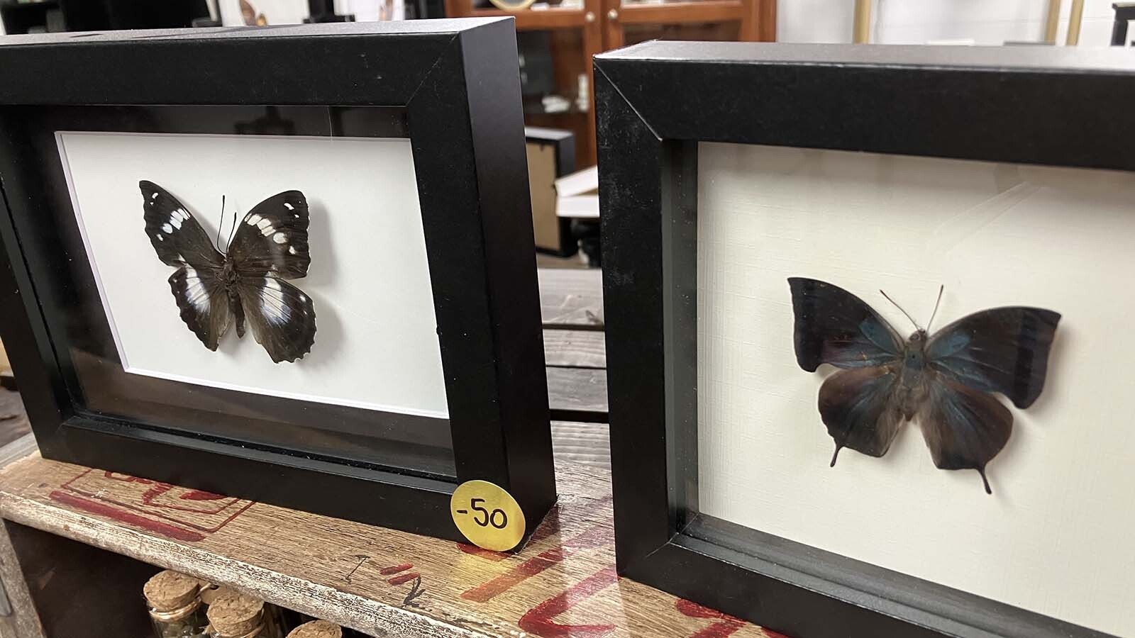 Kinzie Calvert creates taxidermized butterfly art through a process that involves rehydration which allows her to position the wings.