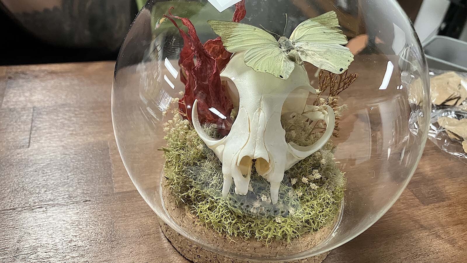 A diorama created by Kinzie Calvert includes dried flowers, a cat’s skull and a butterfly-like creature.