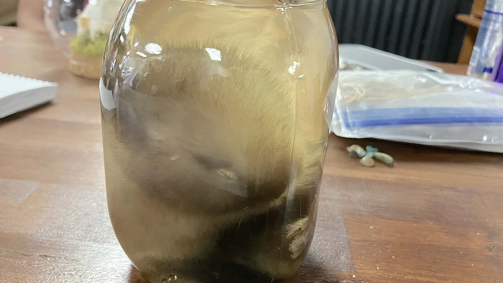 Wet specimens, such as this baby rabbit in a jar, are hot-selling items in the oddities market.