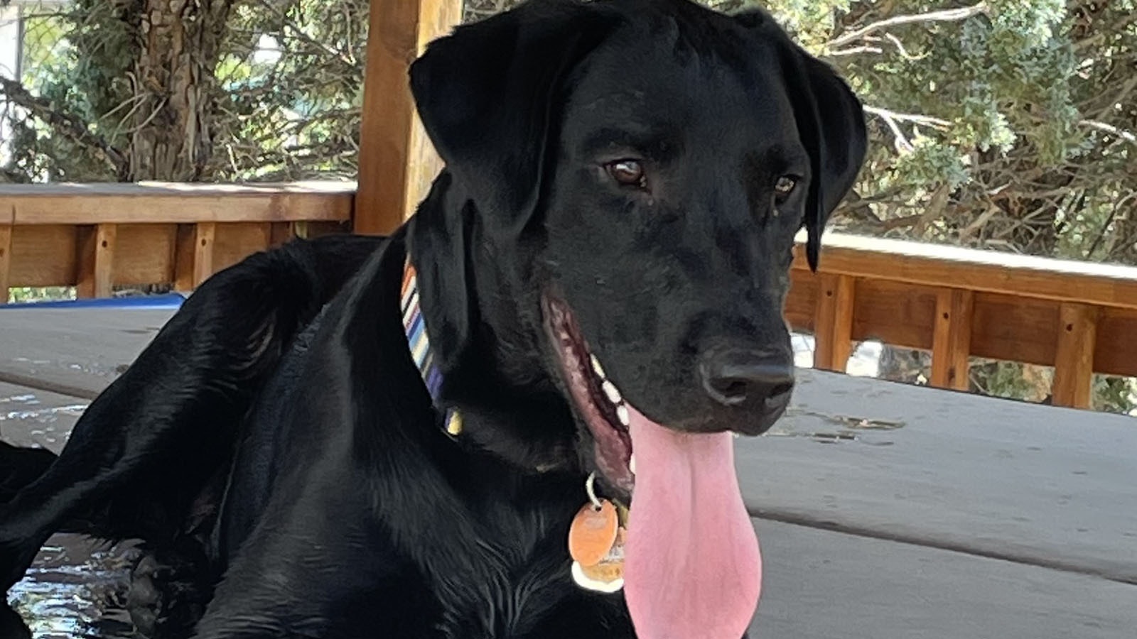 Tator, a black Labrador retriever, got sick when he somehow ingested meth while on an outing at Dalbey Memorial Park in Gillette.