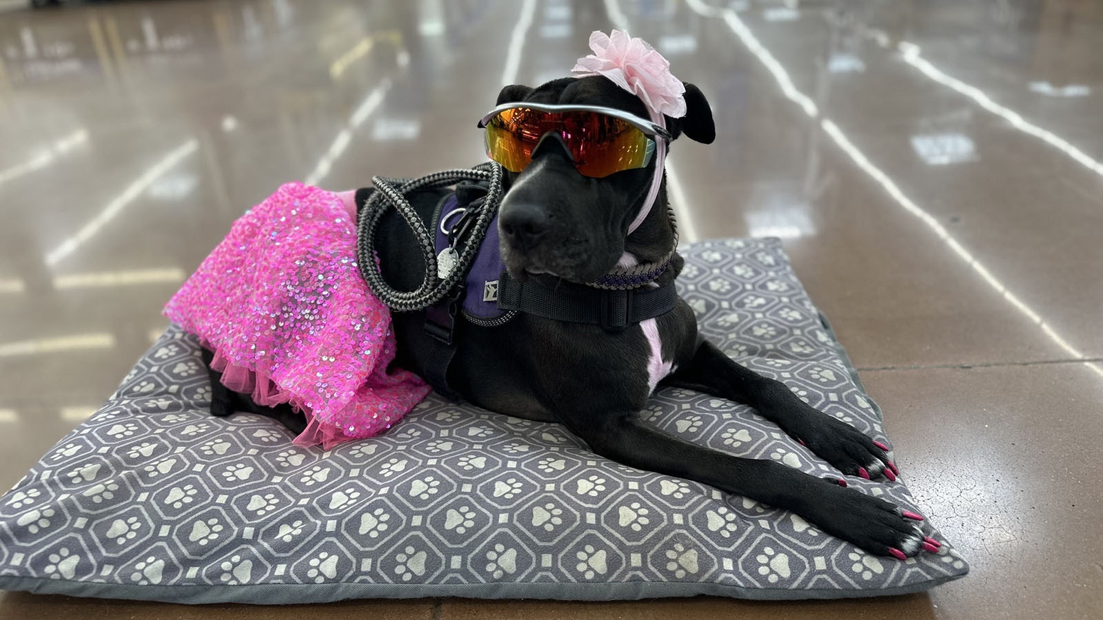 Mia the Walmart dog is a favorite with the store's customers, especially kids. Her owner, Billy Welch, often puts her in costumes, and Mia doesn't seem to mind.