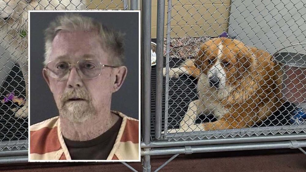A Cheyenne man who had a hoard of 101 neglected and 22 dead animals pleaded guilty last week to four misdemeanors. The director of the Cheyenne Animal Shelter said that's an example of "virtually nonexistent" animal cruelty laws in Wyoming.