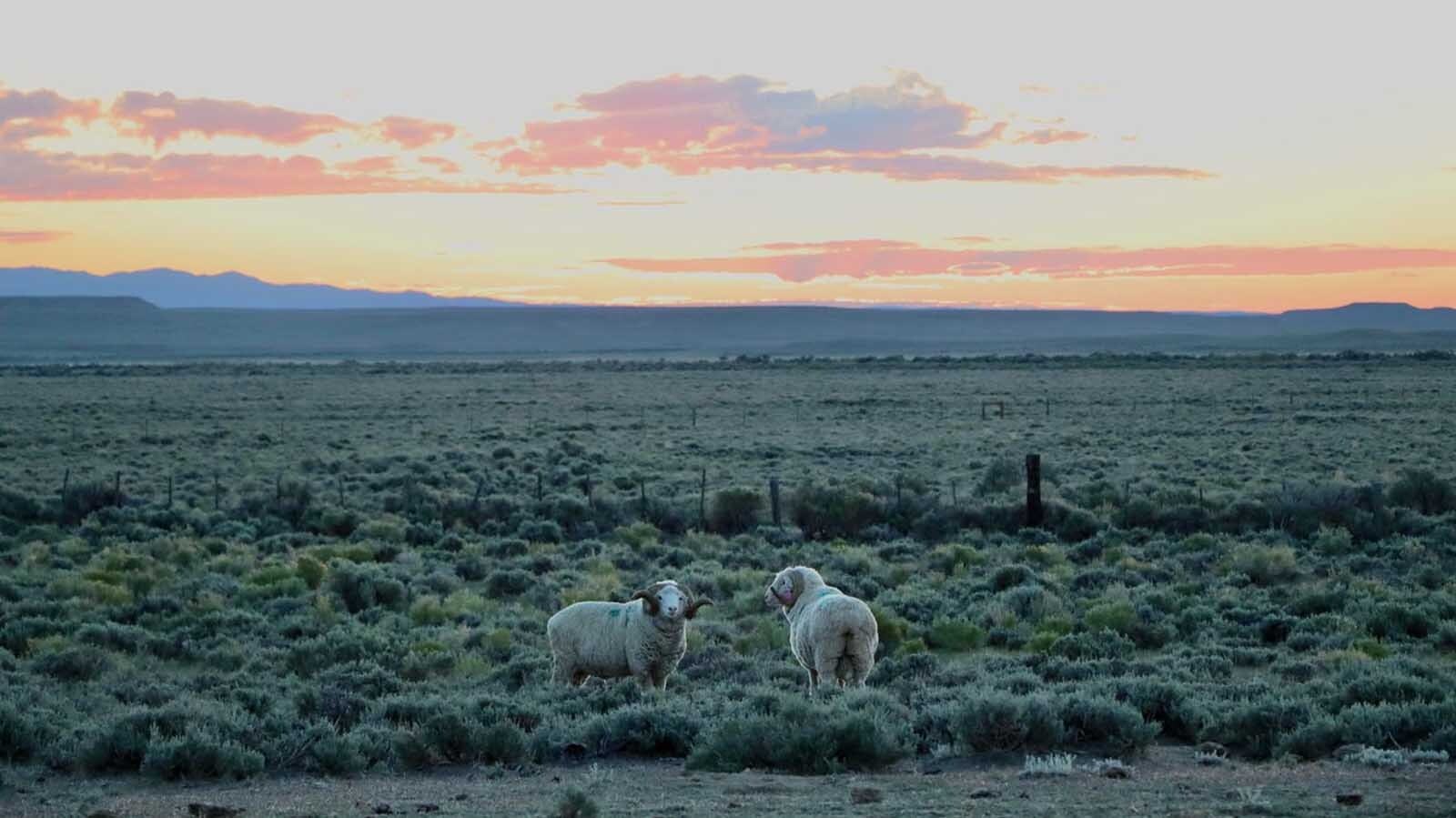 Another huge Wyoming ranch is for sale. At 1.1 million acres, Midland Ranch is more than five times bigger than New York City and larger than the state of Delaware.