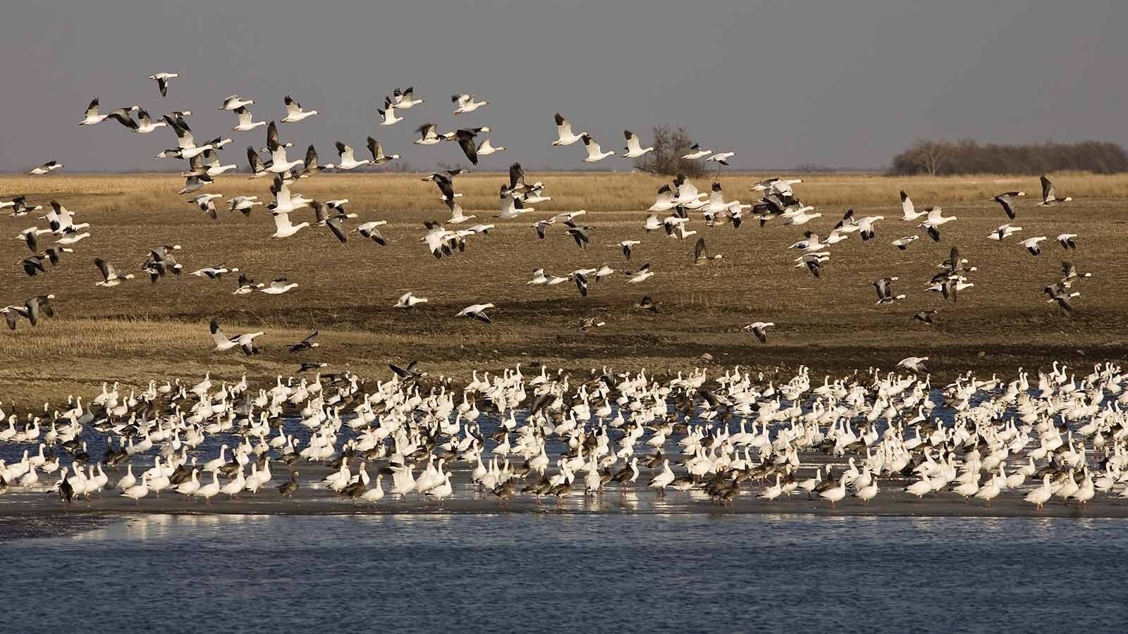 Migrating snow geese in North Dakota getty 9 28 25
