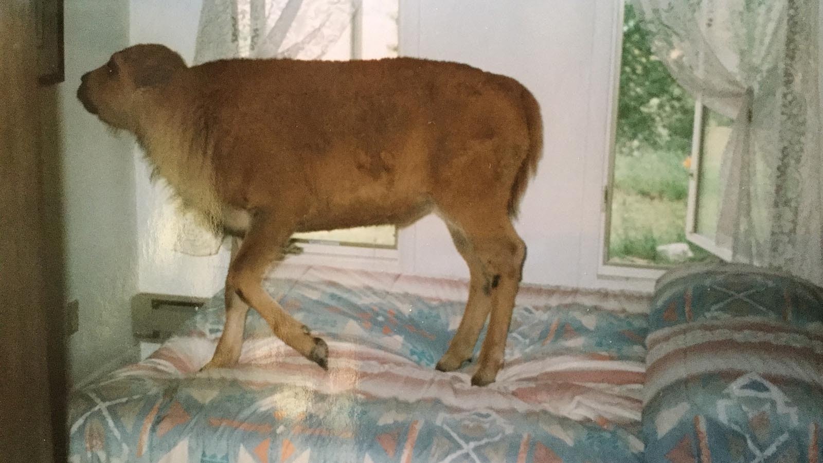 Pia, an orphaned bison calf Kathleen and Michael Gear rescued, bounces on a bed.