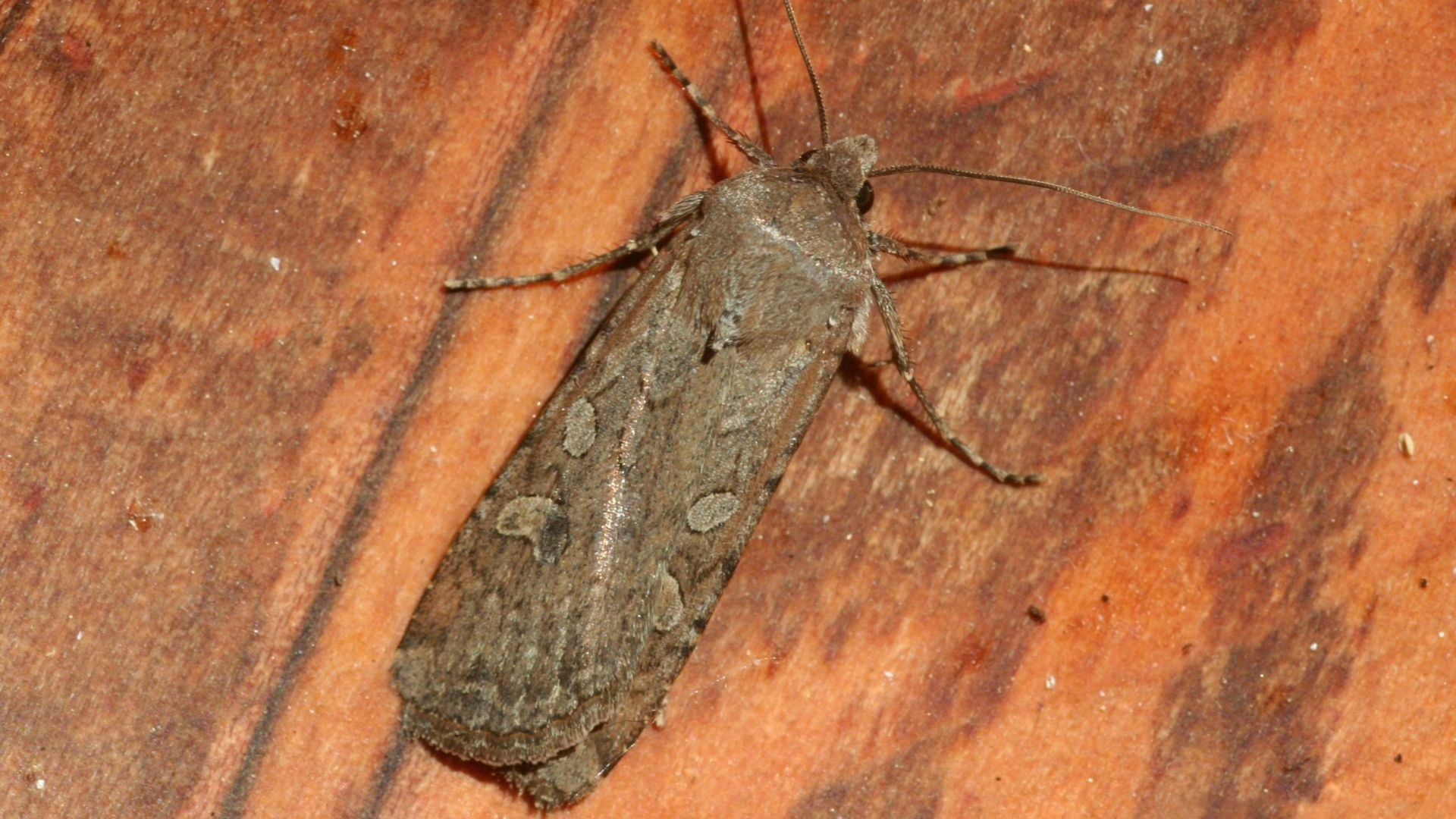 Miller Moth 6 4 23