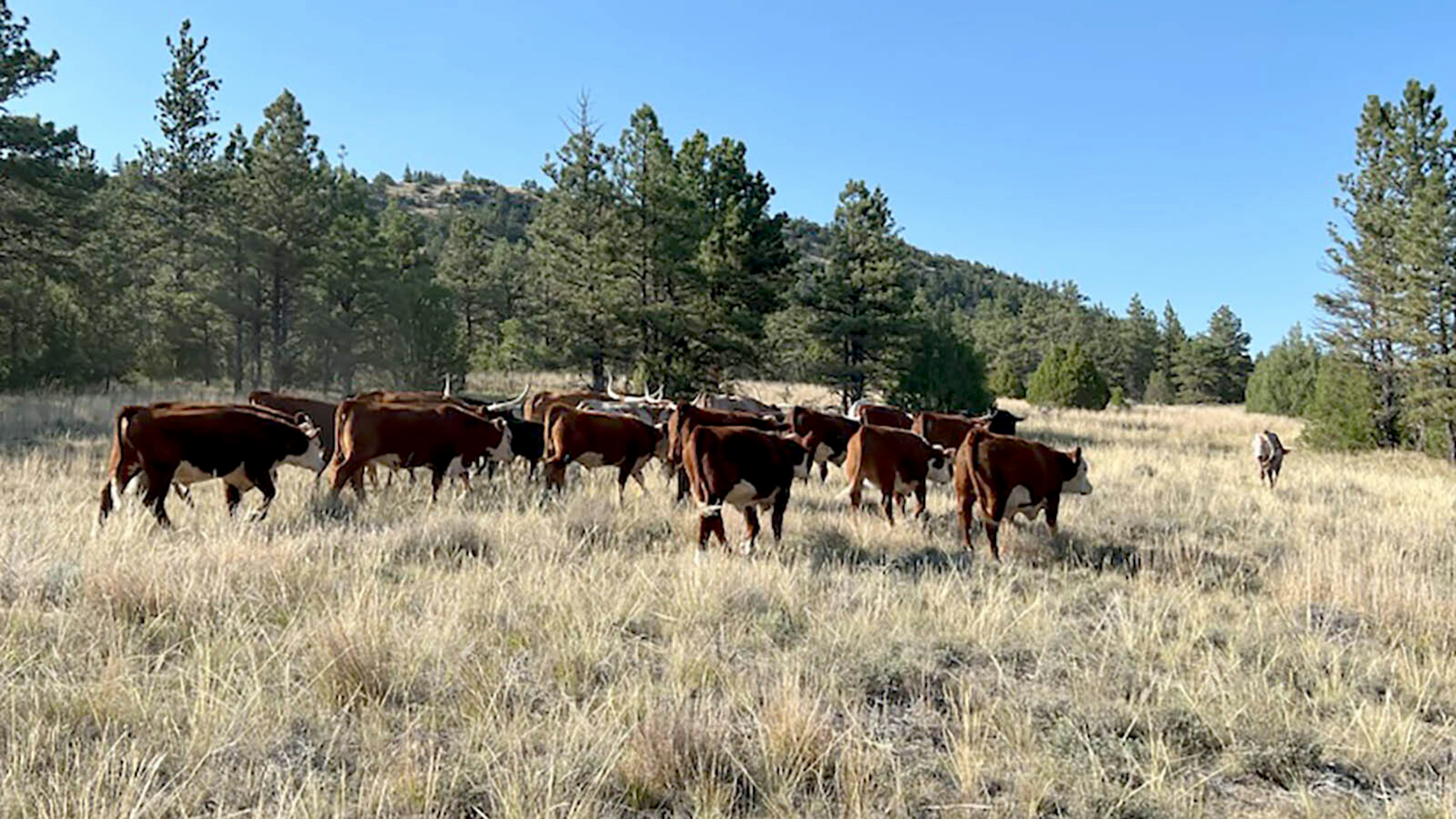 Western Colorado Ranchers Missing Nearly 200 Head Of Cattle | Cowboy ...