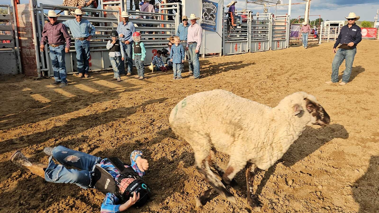 Landing face up, while the sheep runs away as fast as it can to the other side of the ring during a miniature roughstock rodeo in Newcastle during the Weston County Fair.