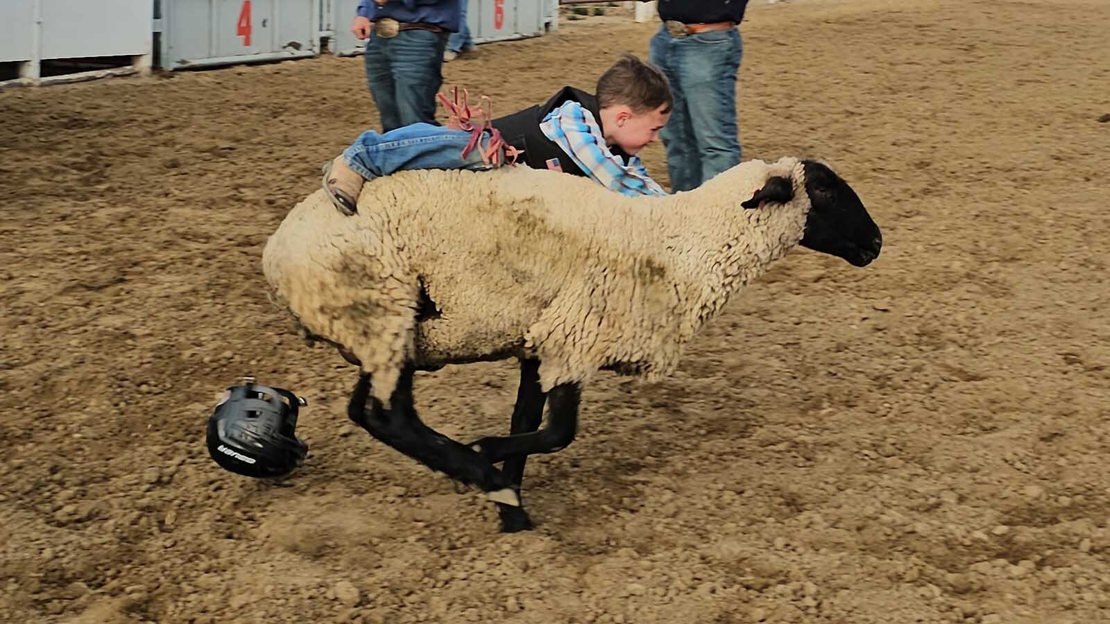 A child loses his helmet during the mutton-busting event at a miniature roughstock rodeo in Newcastle during the Weston County Fair.