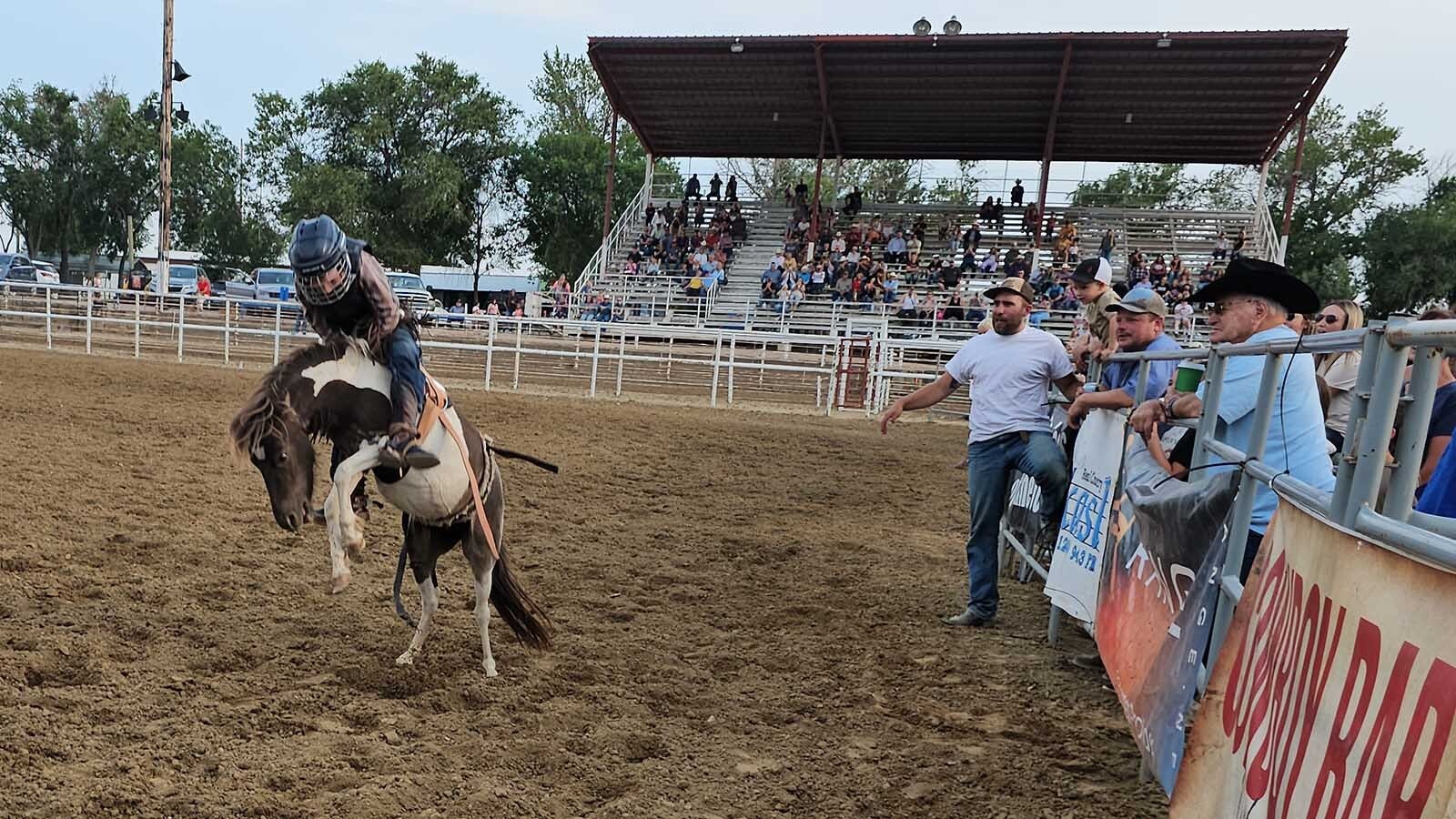 Forward inertia is about to throw this rider off of this bucking bronco during a miniature roughstock rodeo in Newcastle during the Weston County Fair.