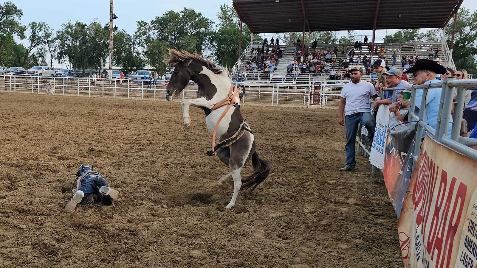"I win," this bucking bronco seems to be saying to the human rider it's just dumped in the dirt during a miniature roughstock rodeo in Newcastle during the Weston County Fair.