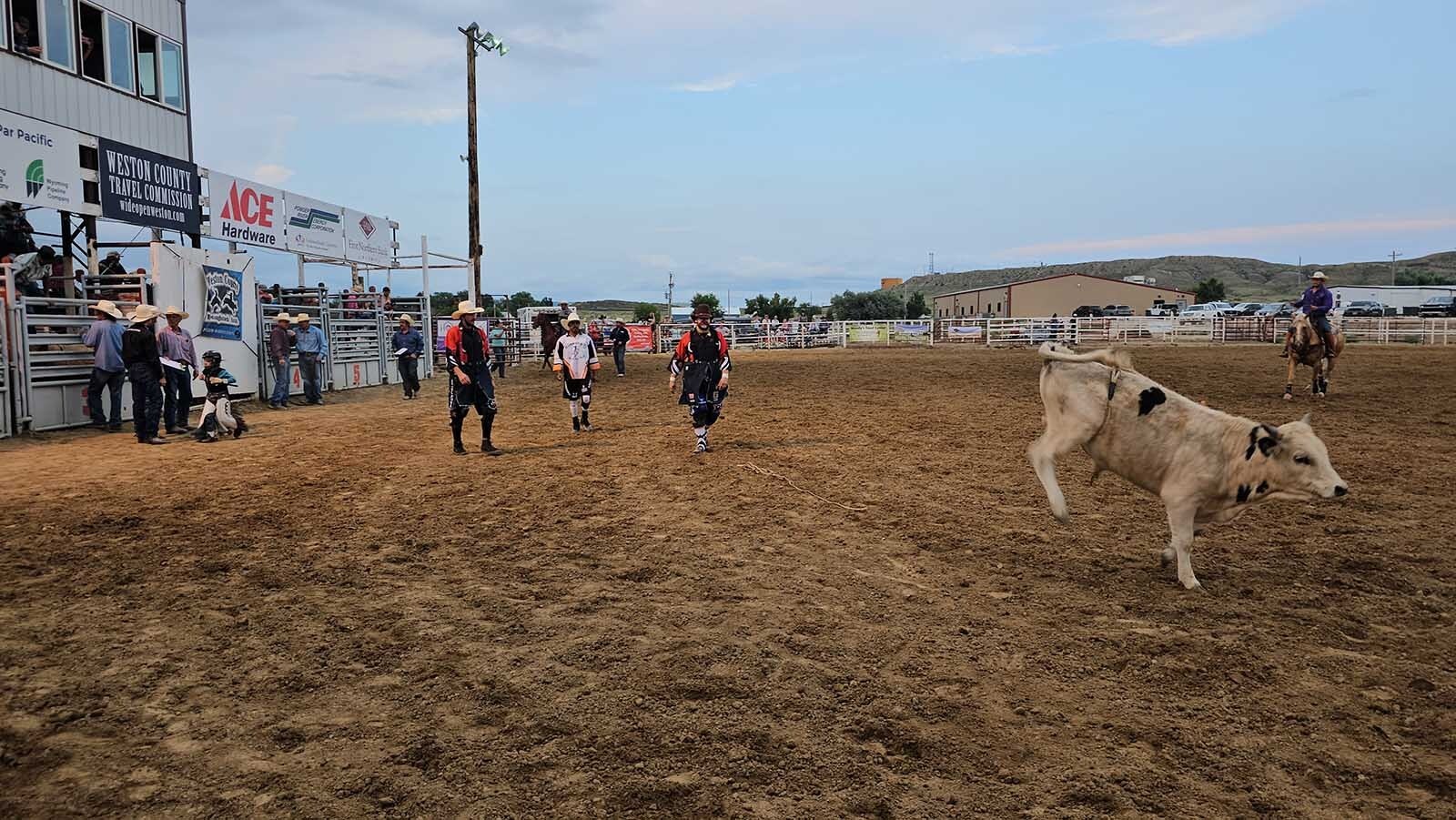 A miniature bull shows off a little after dumping its rider at the gate during a miniature roughstock rodeo in Newcastle during the Weston County Fair.
