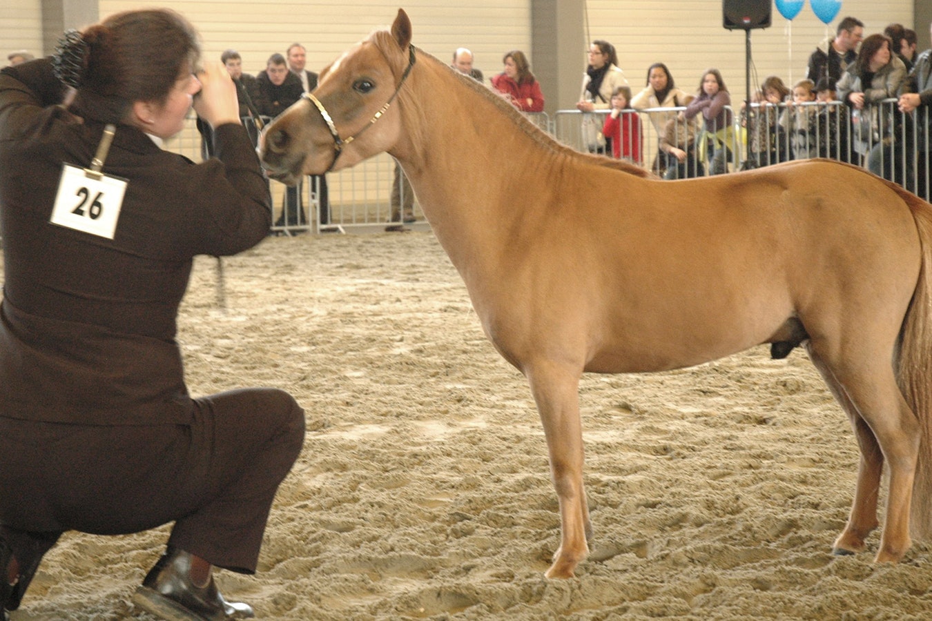 Miniature horses are bred to look like normal horses, just smaller.
